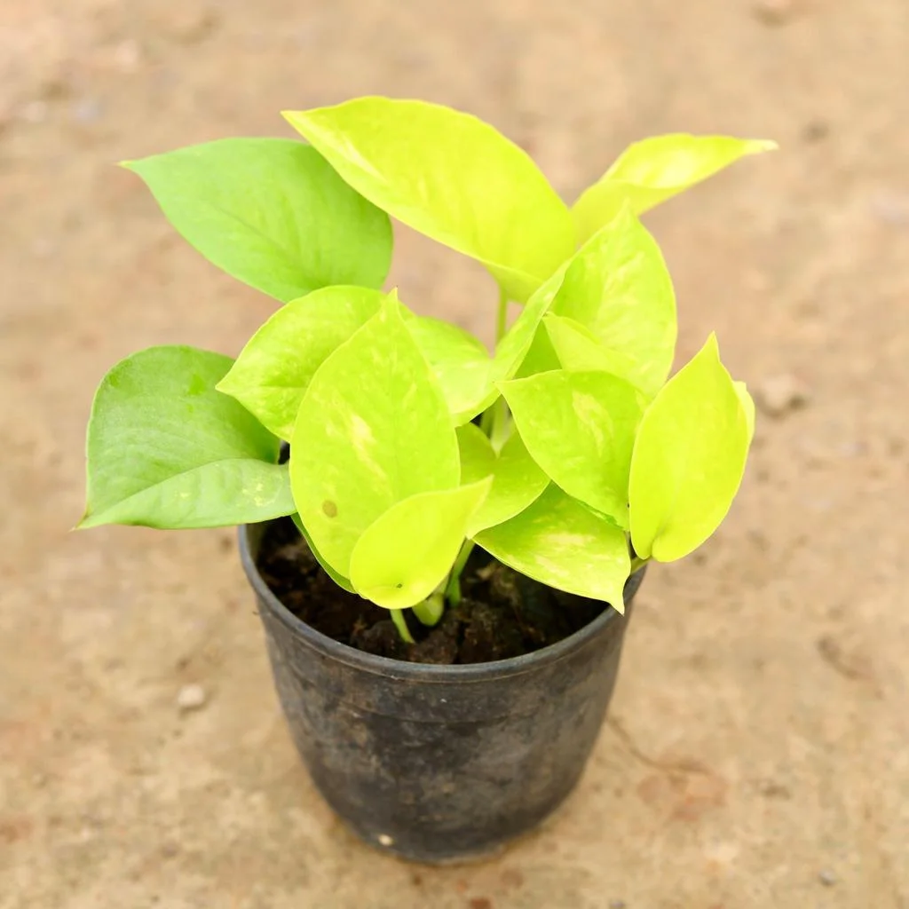 Money Plant thumbnail 4