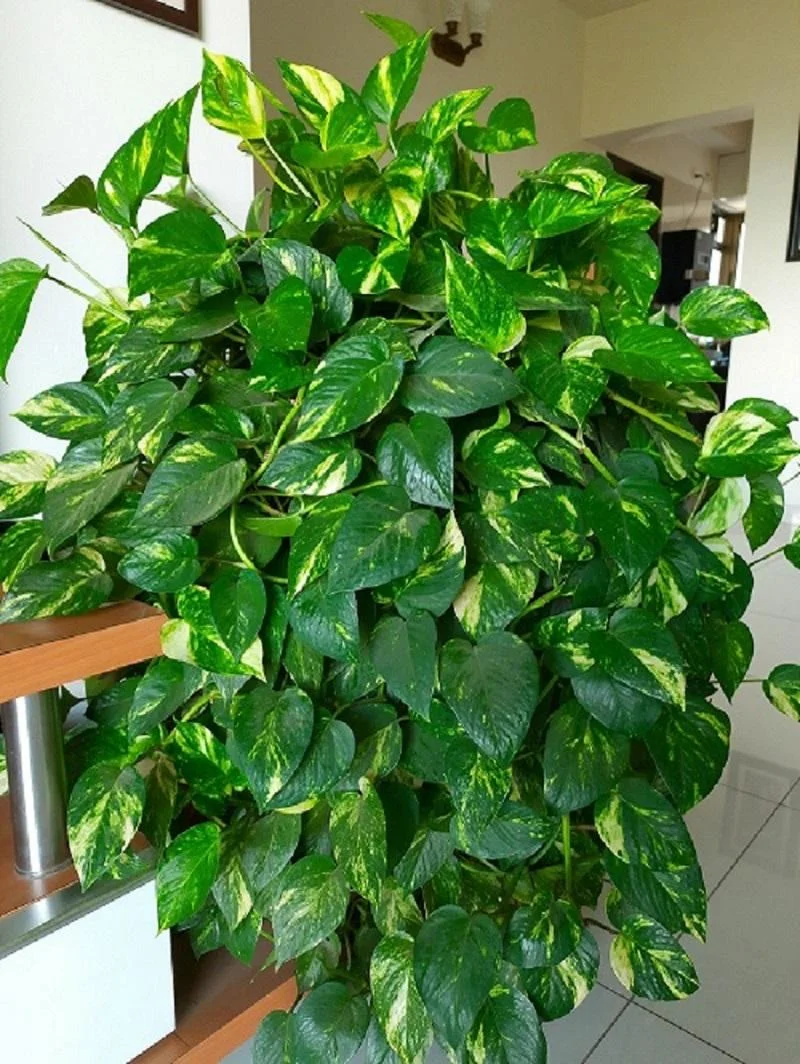 Money Plant thumbnail 5