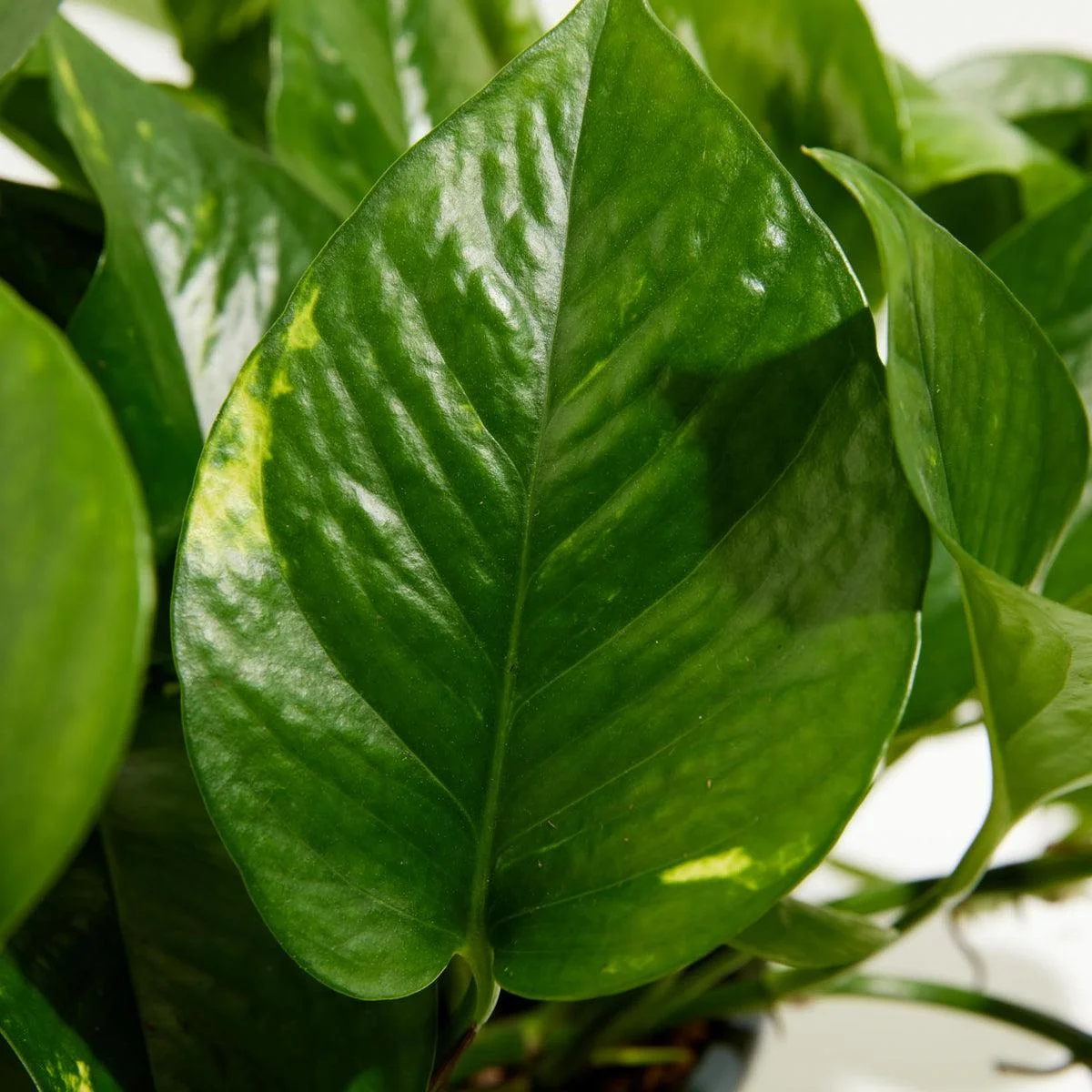 Money Plant thumbnail 6