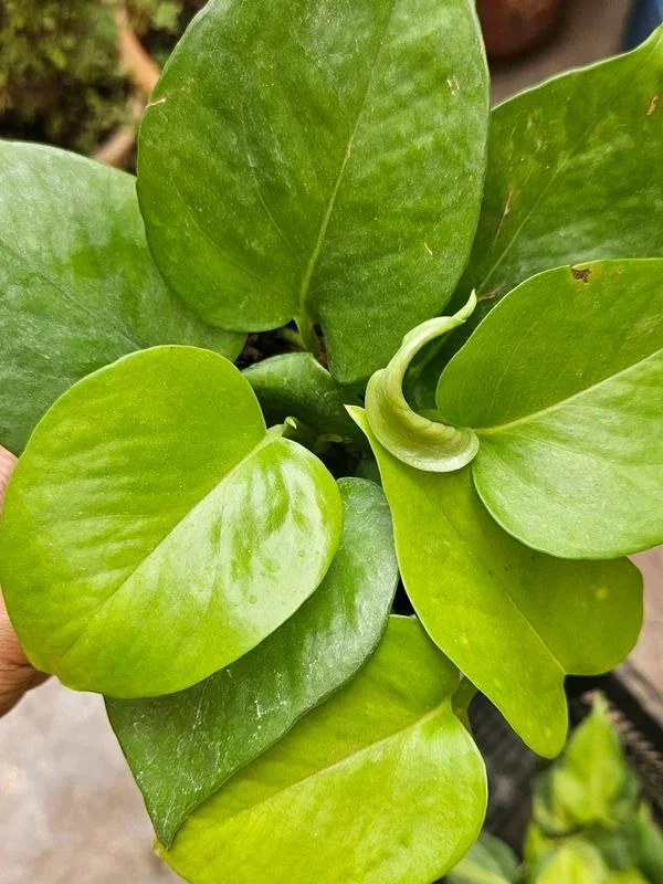 Money Plant thumbnail 7