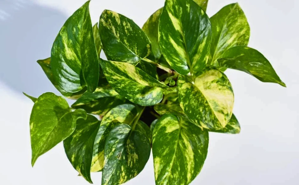 Money Plant thumbnail 2