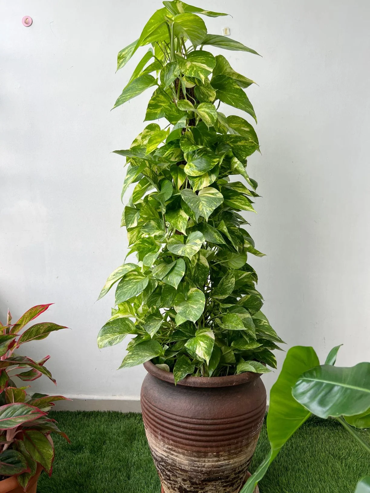 Money Plant thumbnail 3