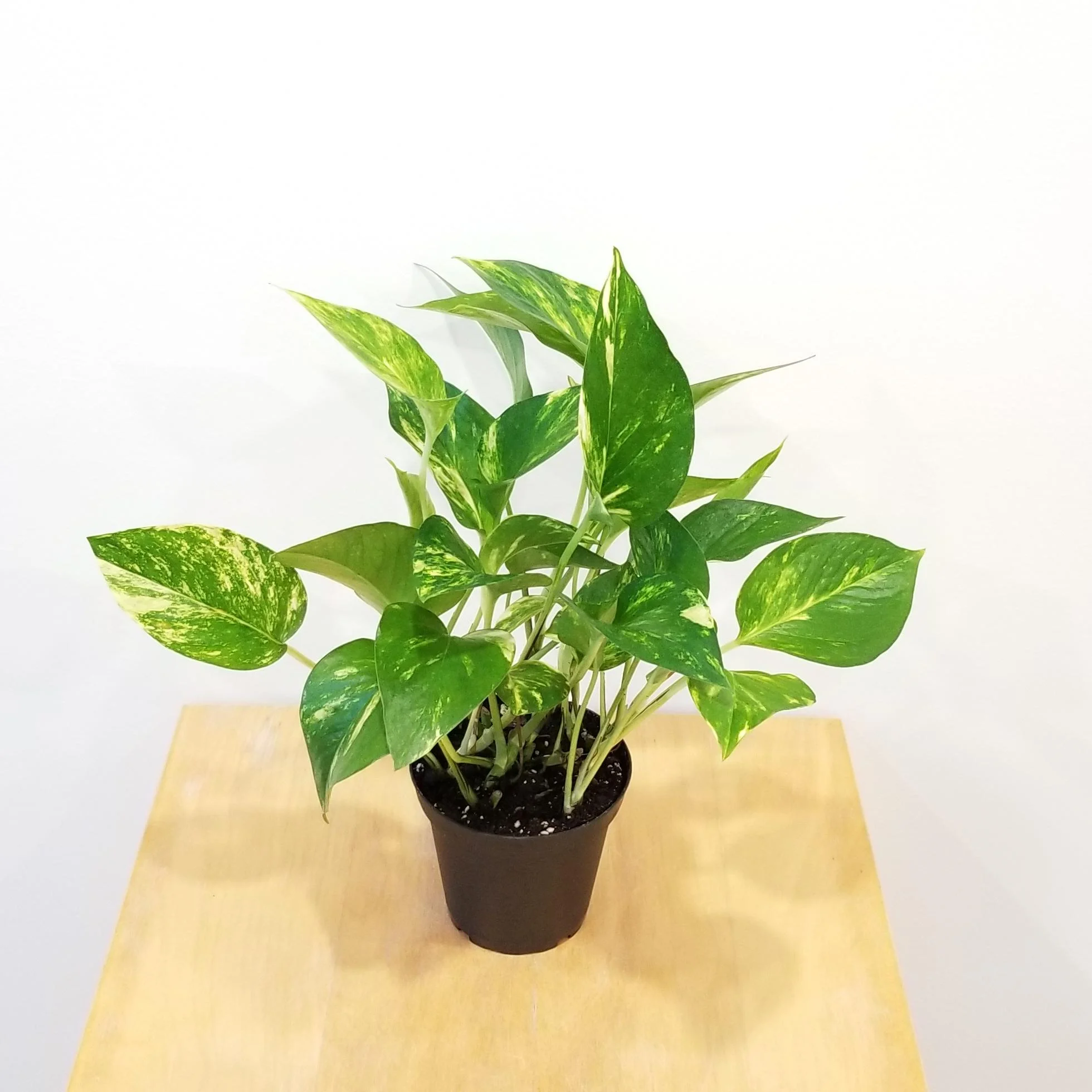 Money Plant thumbnail 4