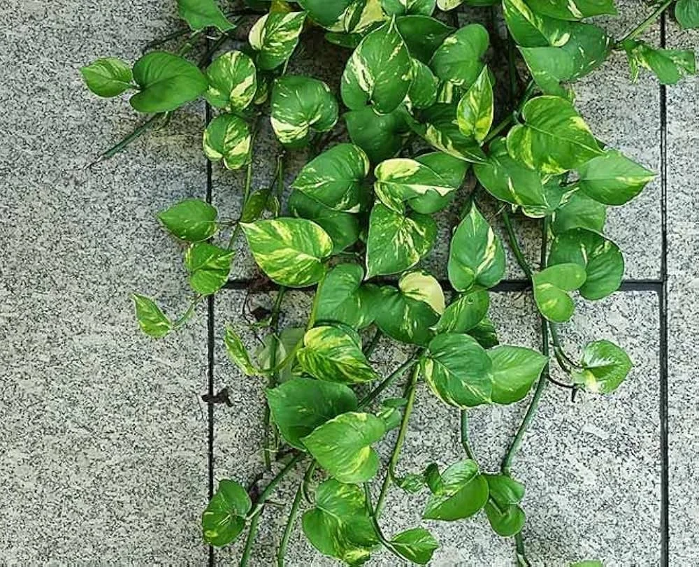 Money Plant thumbnail 5