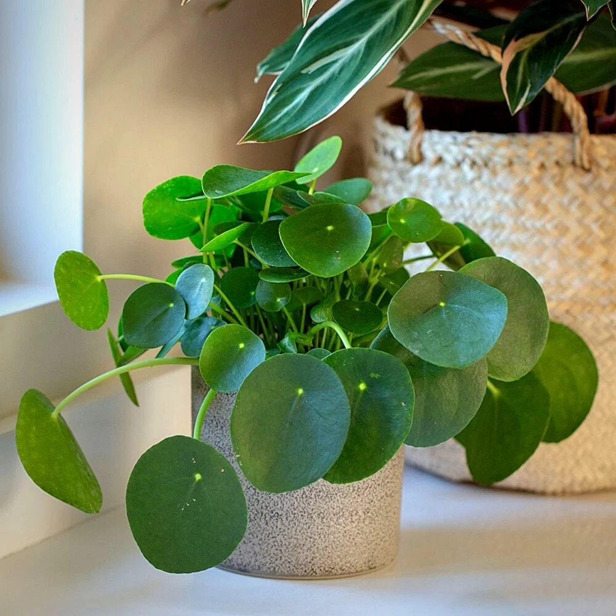Money Plant thumbnail 6