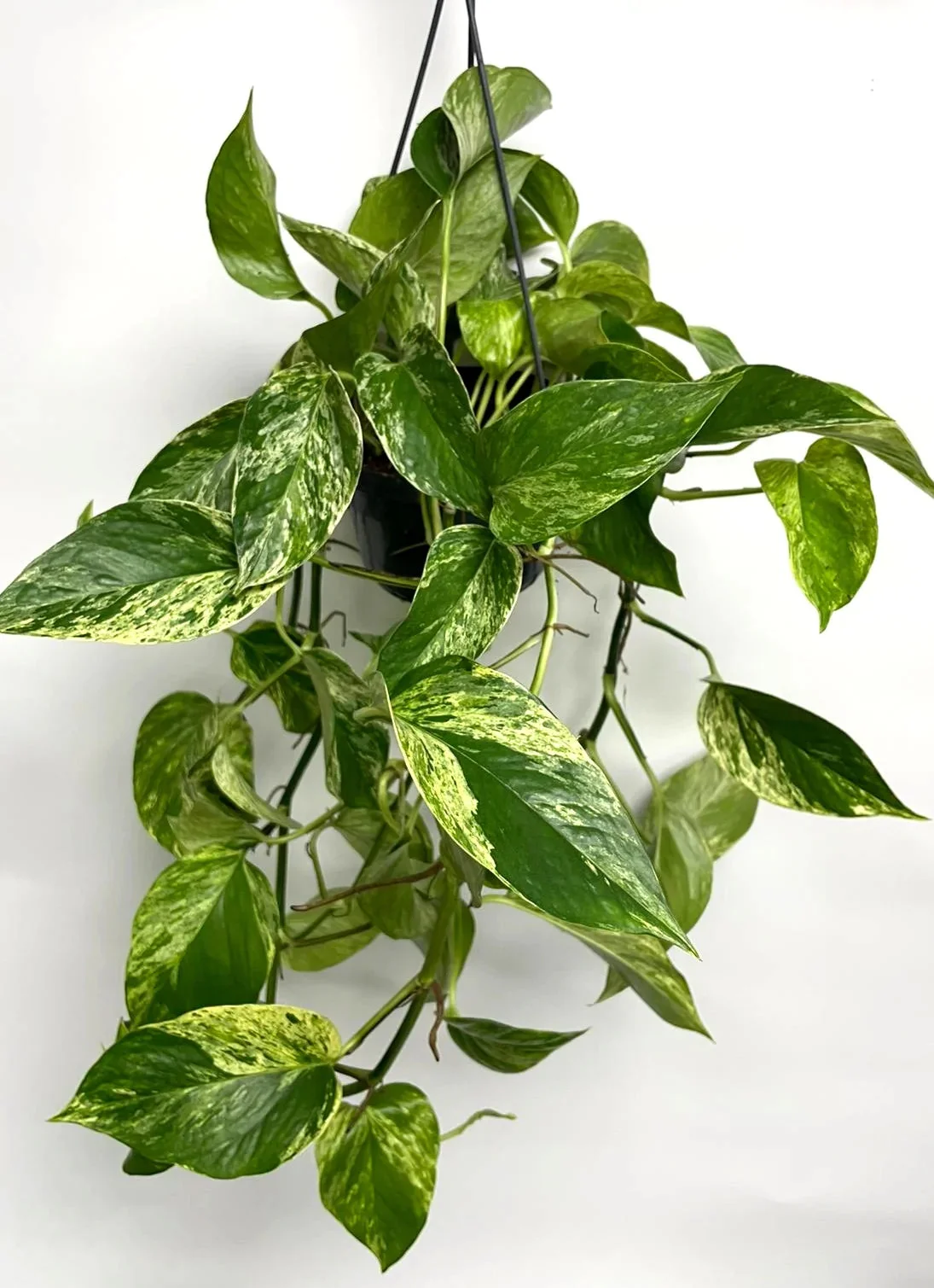 Money Plant thumbnail 7