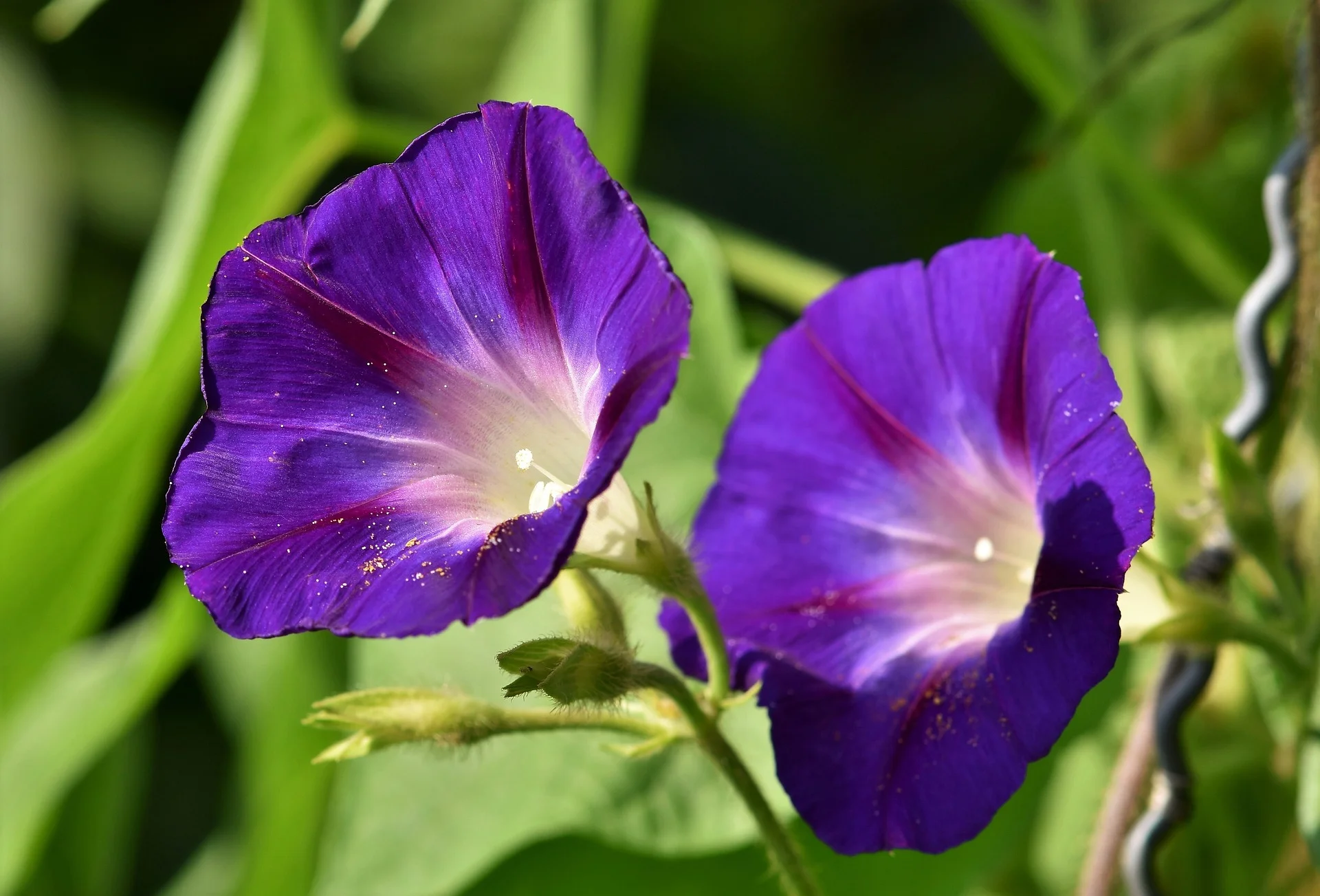 Morning Glory thumbnail 2