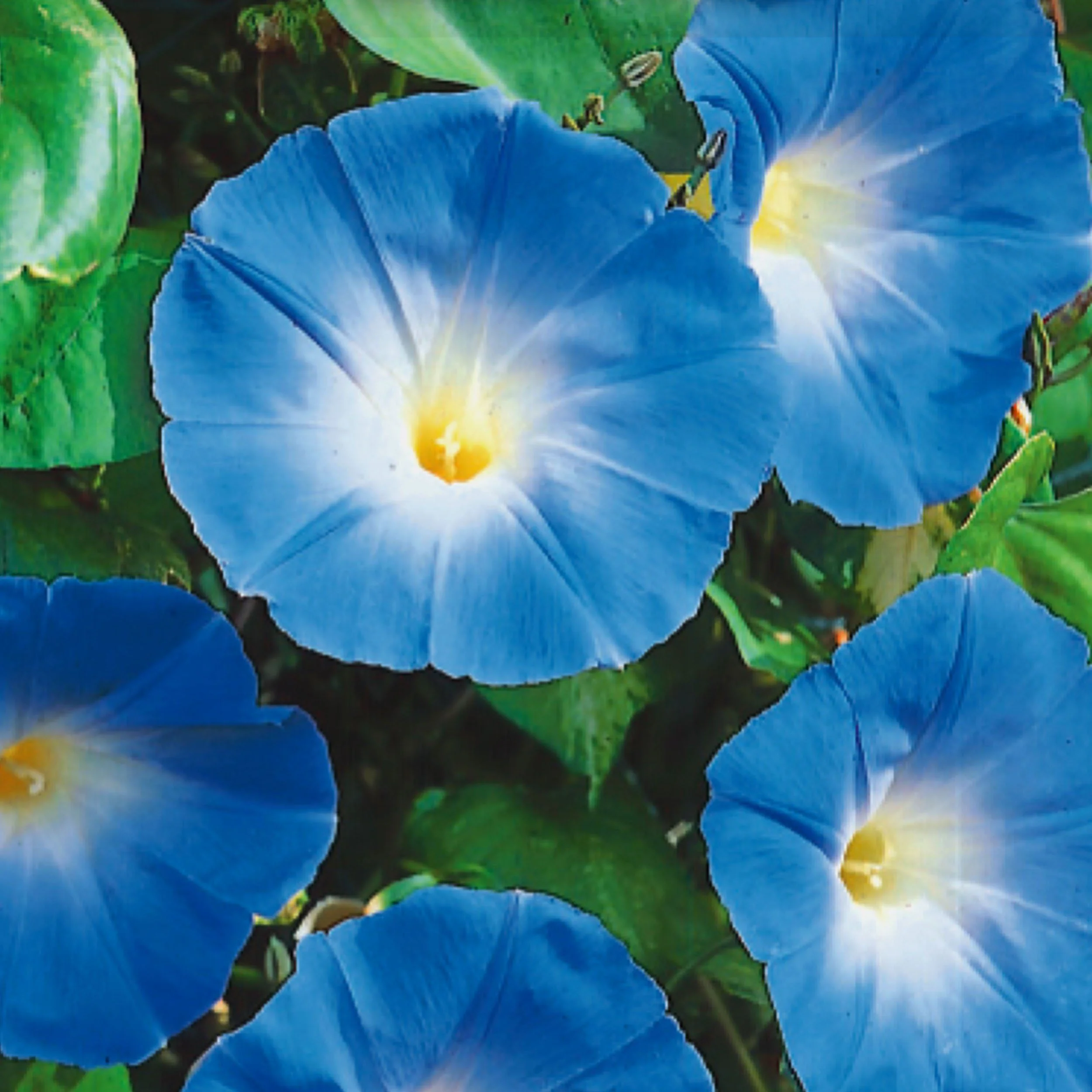 Morning Glory thumbnail 3
