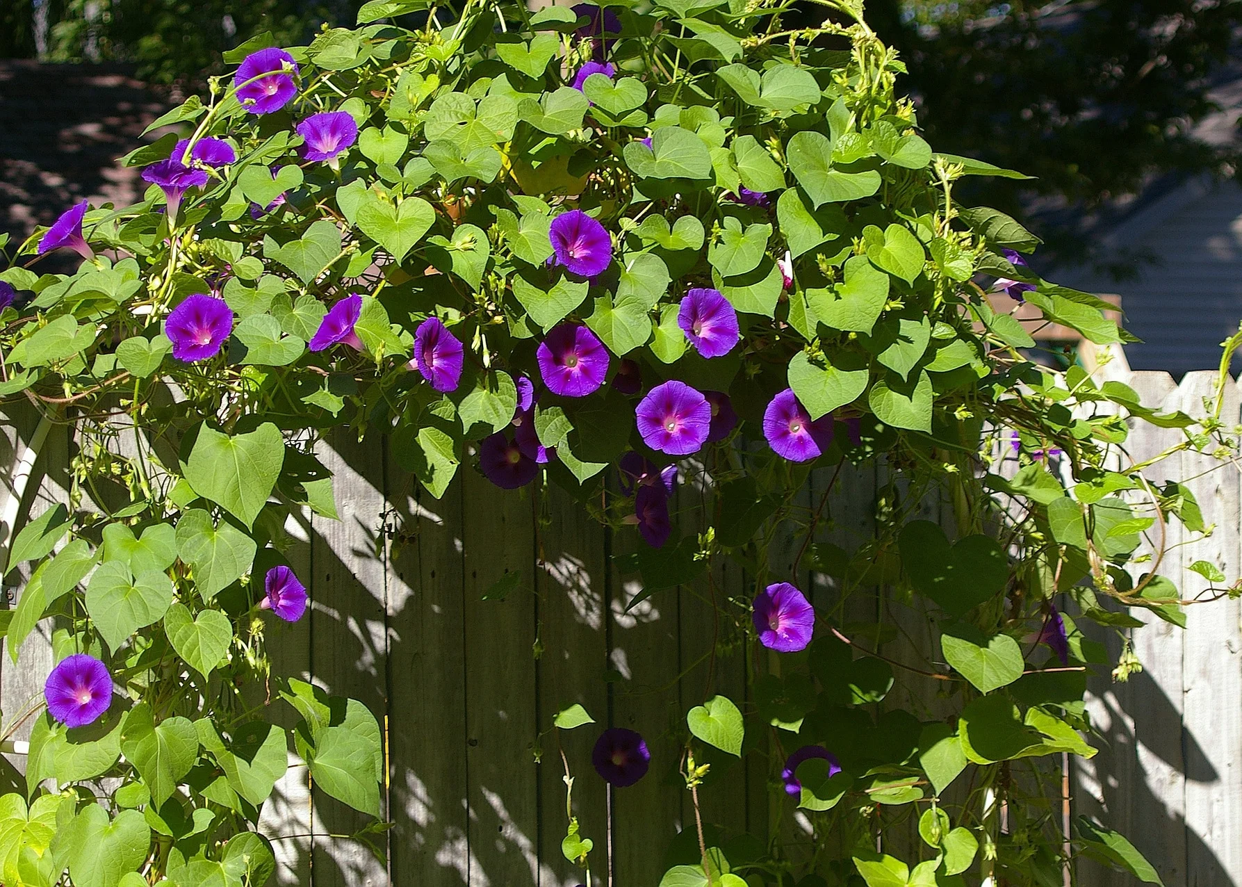 Morning Glory thumbnail 4