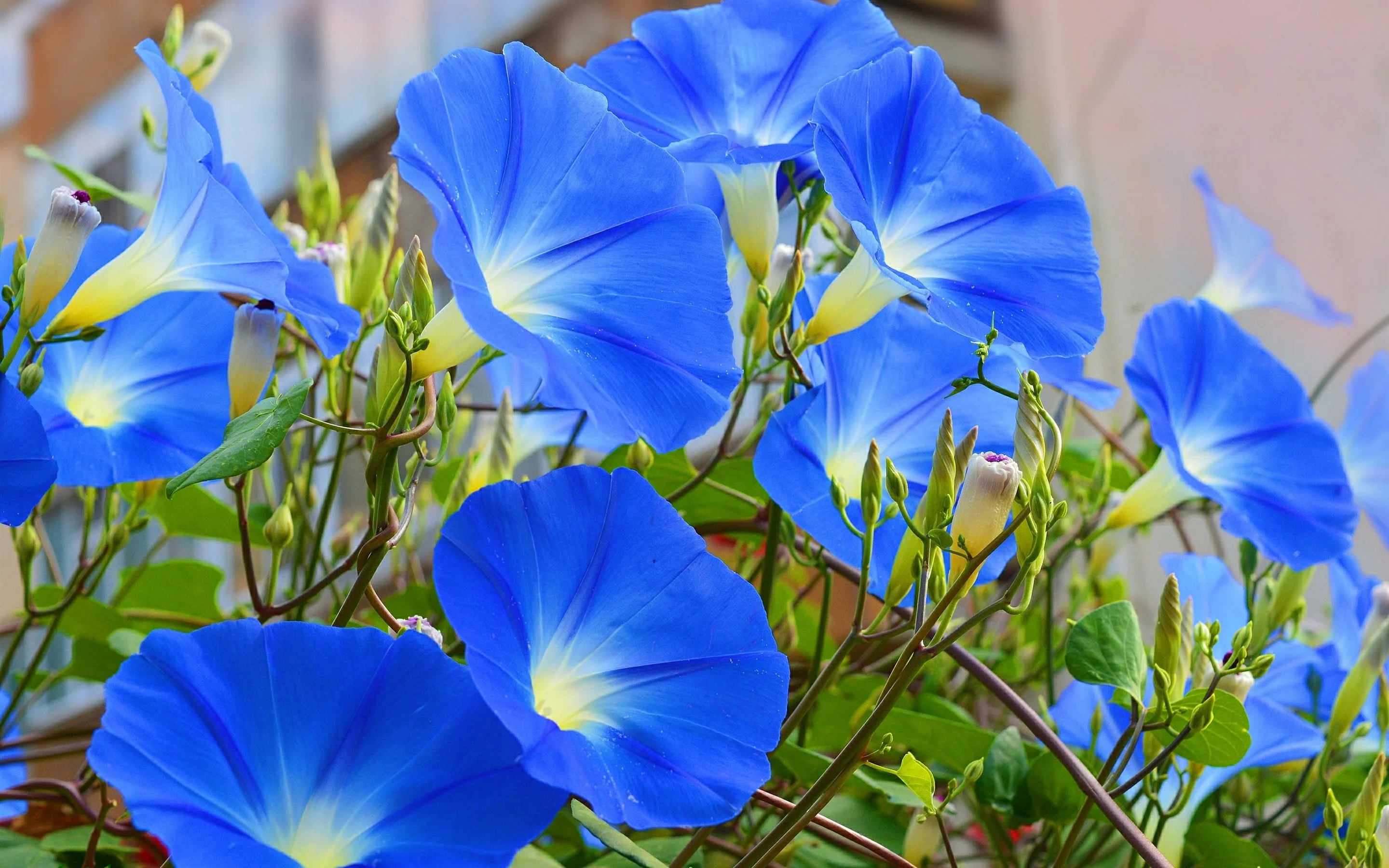Morning Glory thumbnail 6
