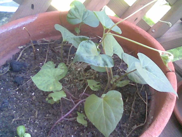 Morning Glory