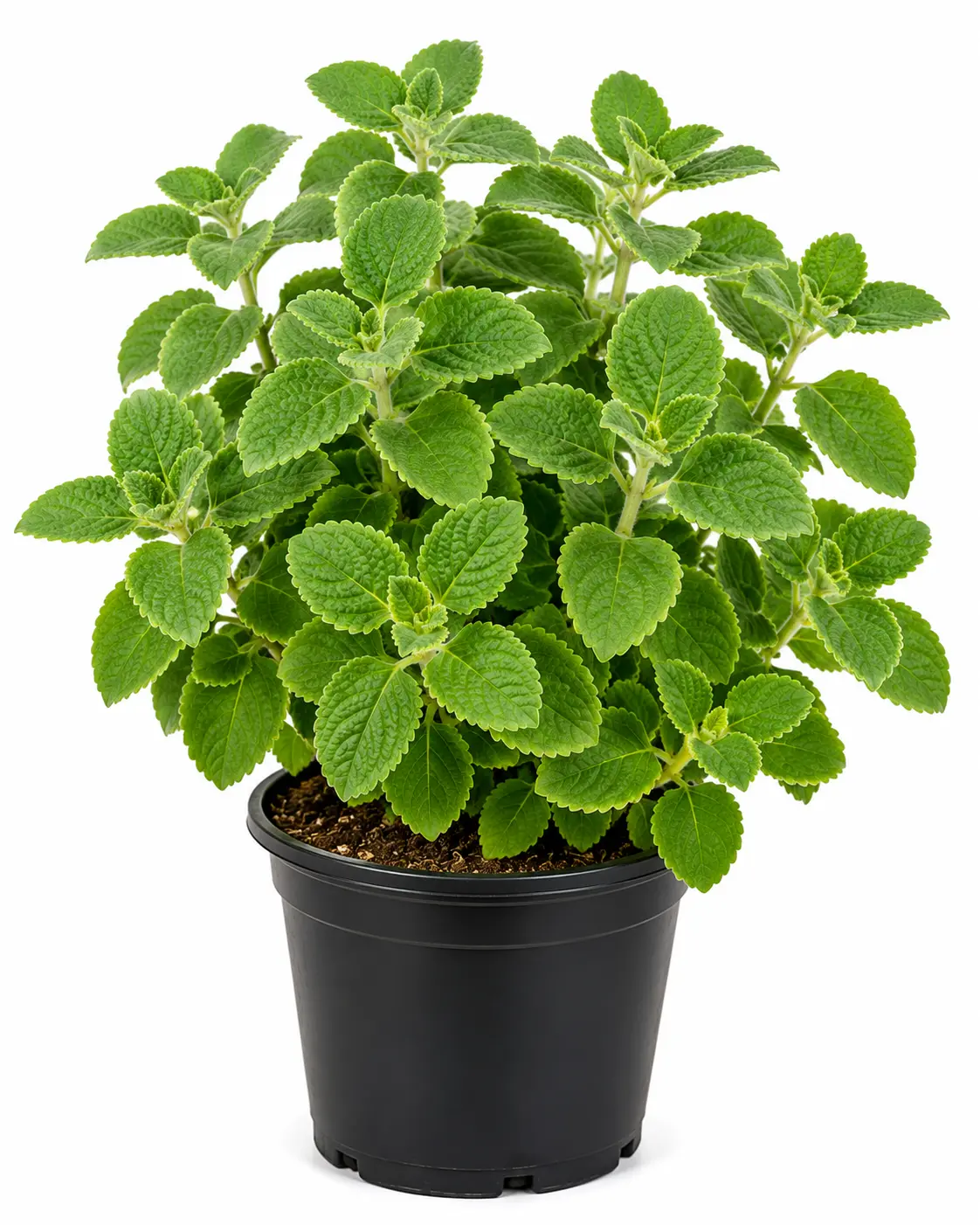 Mosandtta Plant