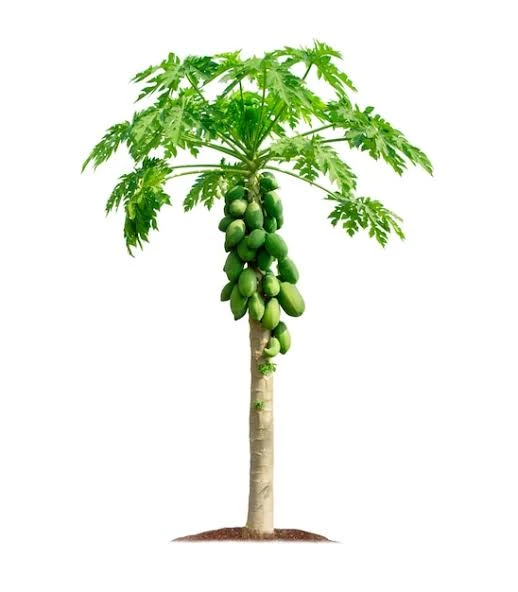 Papaya