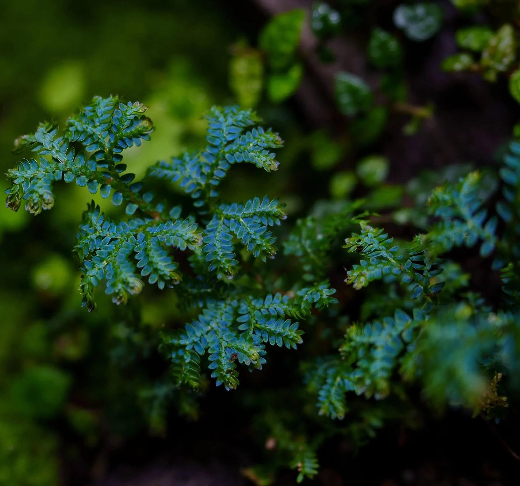 Peacock Fern Plant, Vibrant Green Foliage, Ornamental Indoor Fern thumbnail 2