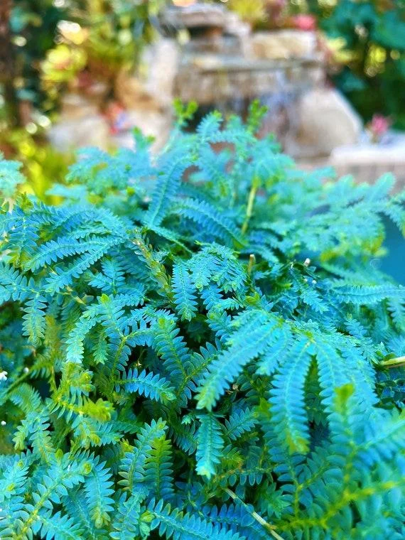 Peacock Fern Plant, Vibrant Green Foliage, Ornamental Indoor Fern thumbnail 3