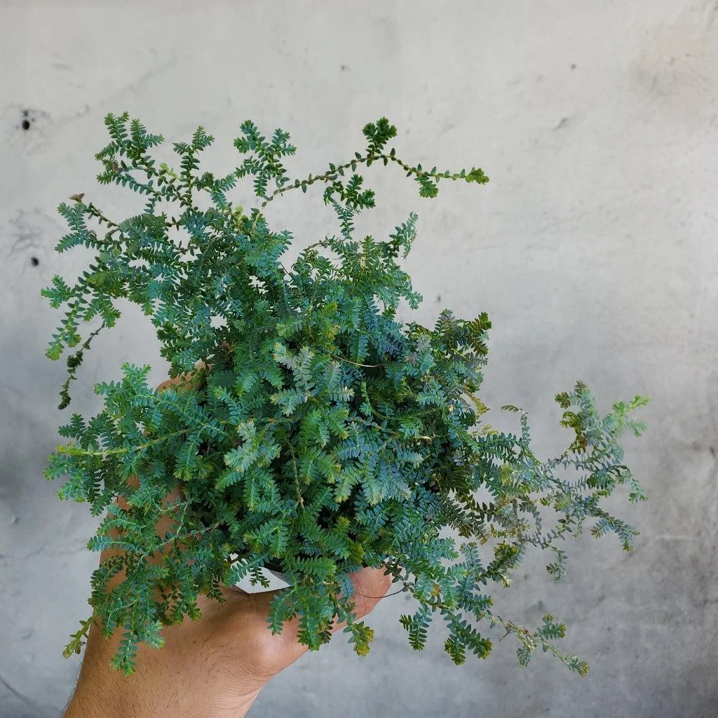 Peacock Fern Plant, Vibrant Green Foliage, Ornamental Indoor Fern thumbnail 4