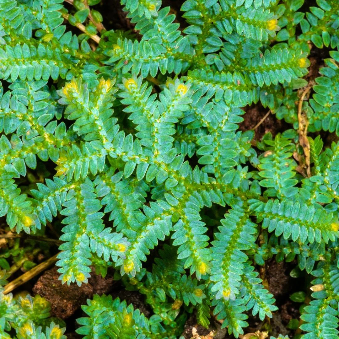 Peacock Fern Plant, Vibrant Green Foliage, Ornamental Indoor Fern thumbnail 5