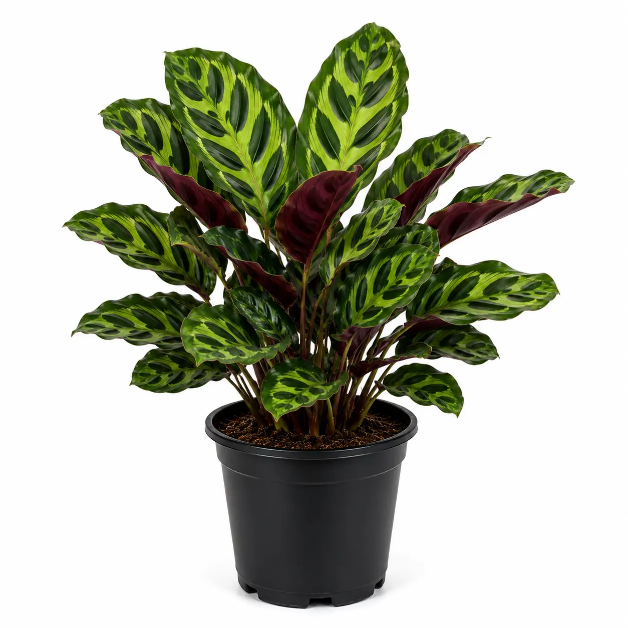 Peacock Plant