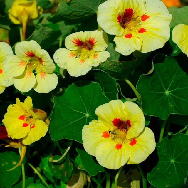 Pride Vine