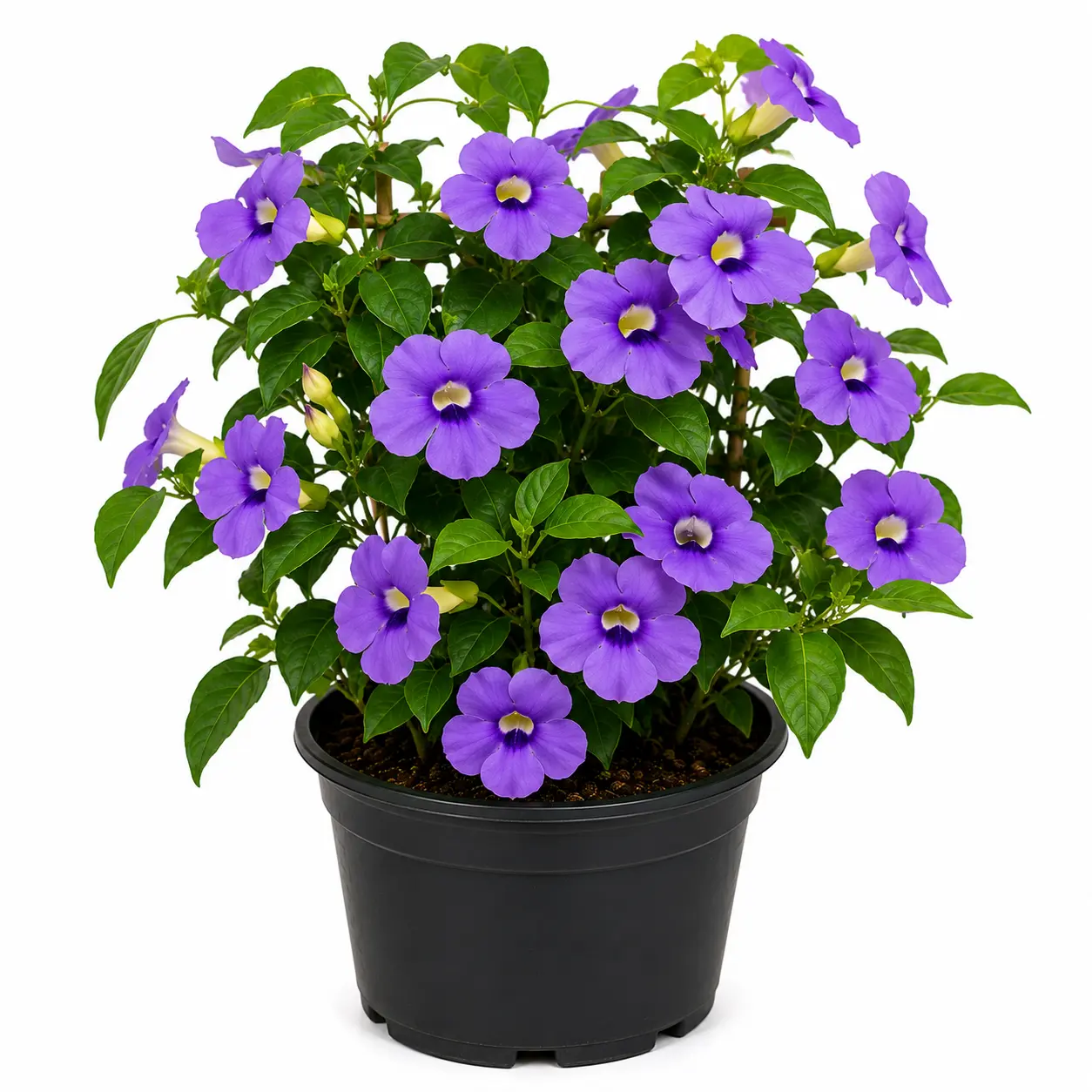 Pride Vine
