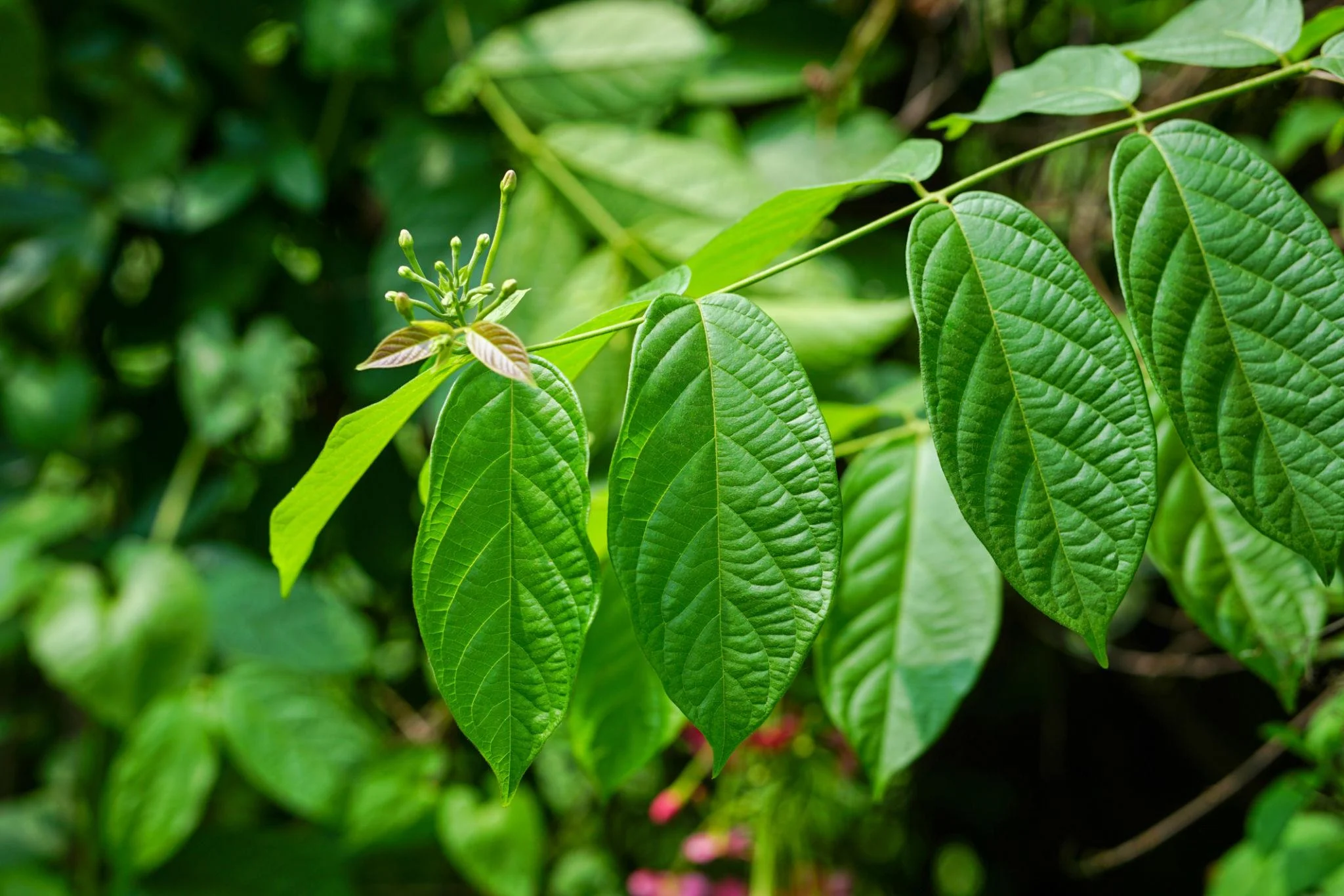 Rangoon Creeper