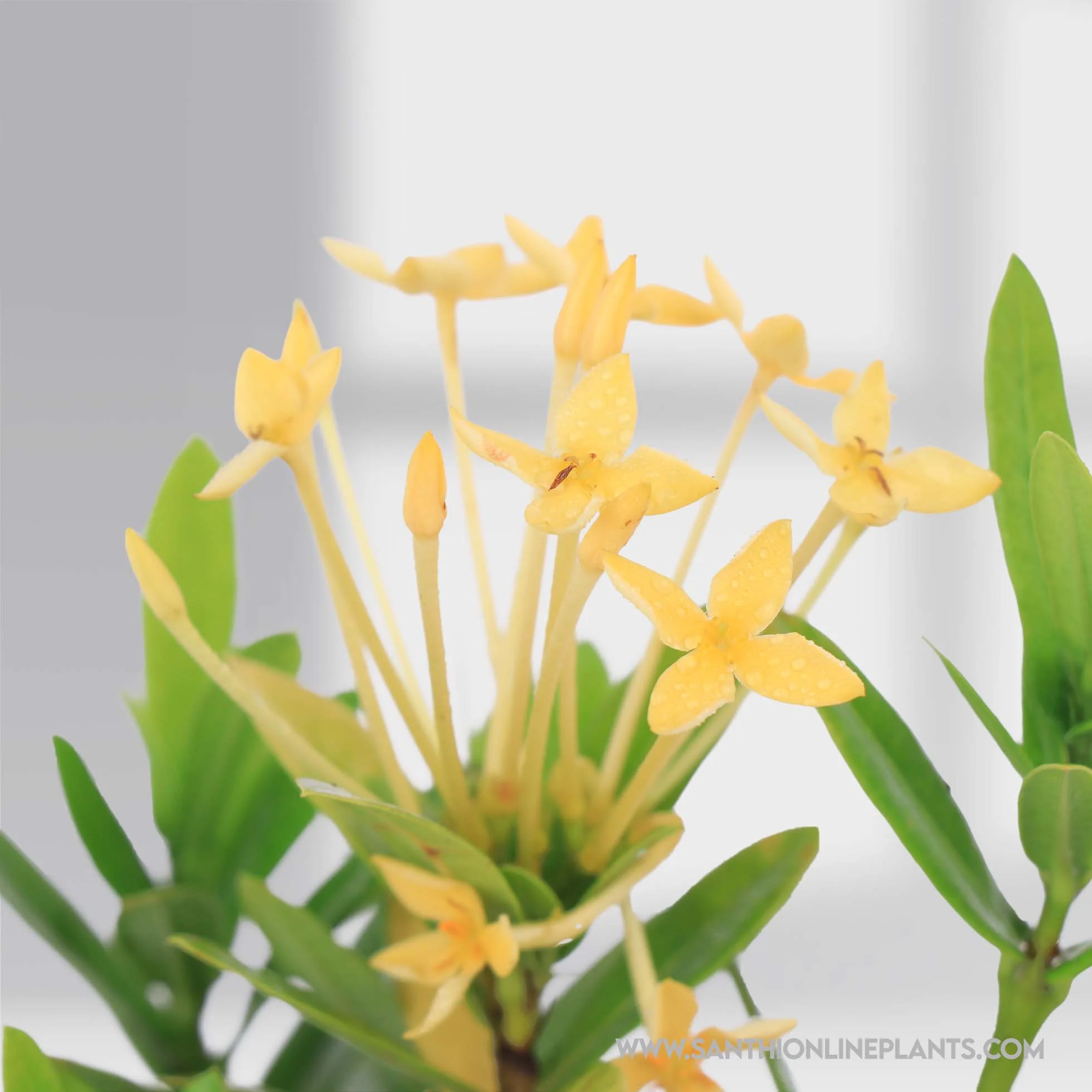 Sandal Ixora Plant
