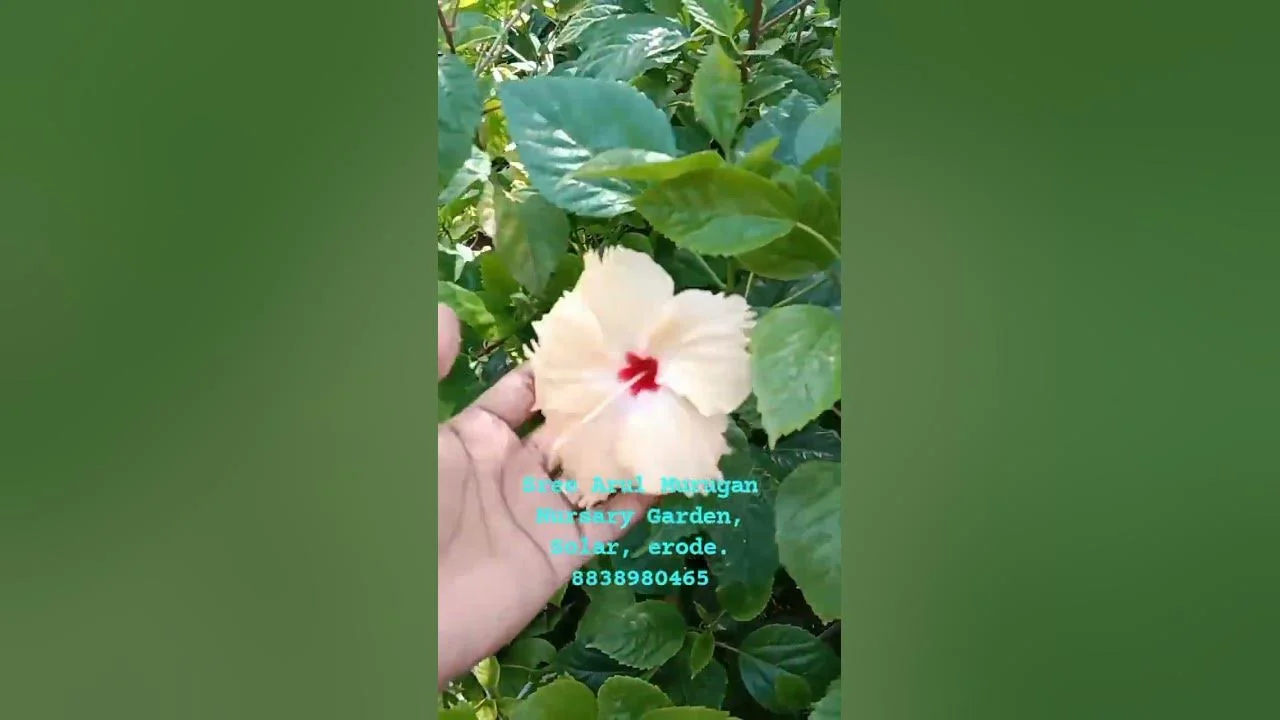 Sembaruthi Nattu thumbnail 2