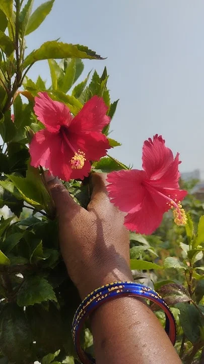 Sembaruthi Nattu thumbnail 3