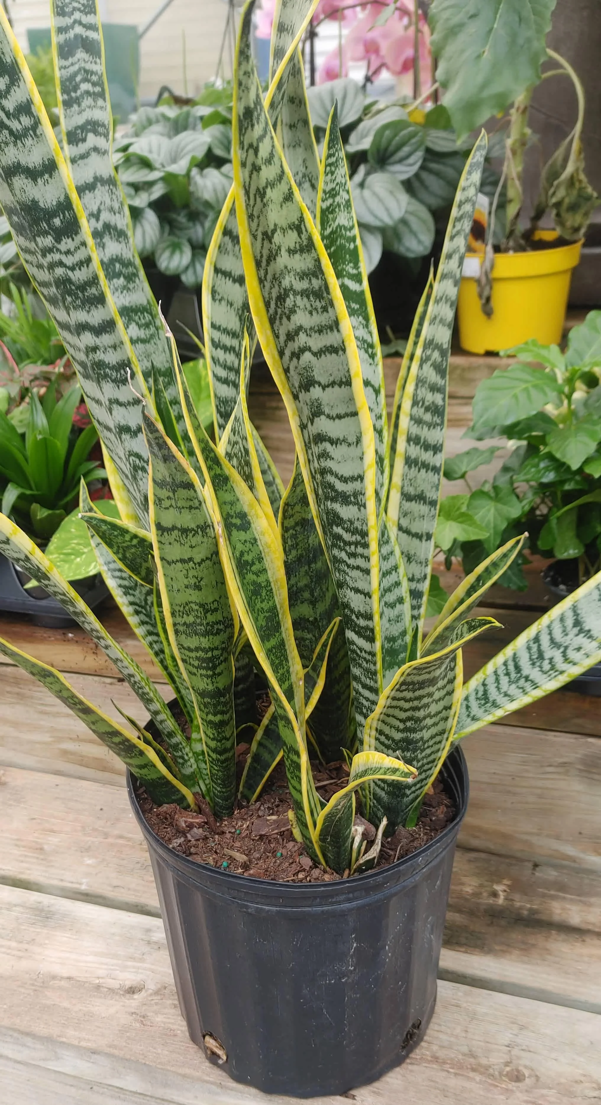 Snake Plant