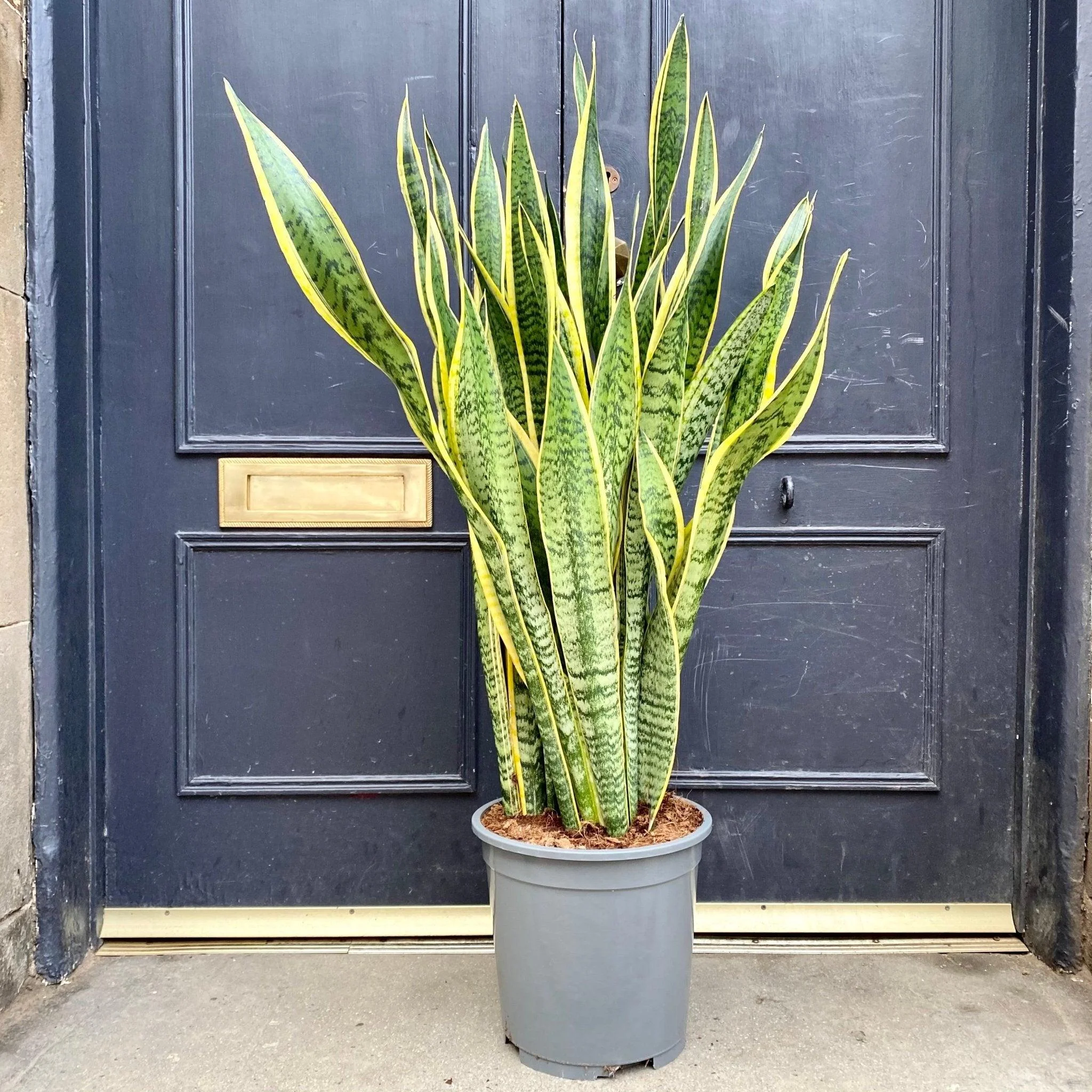 Snake Plant thumbnail 2