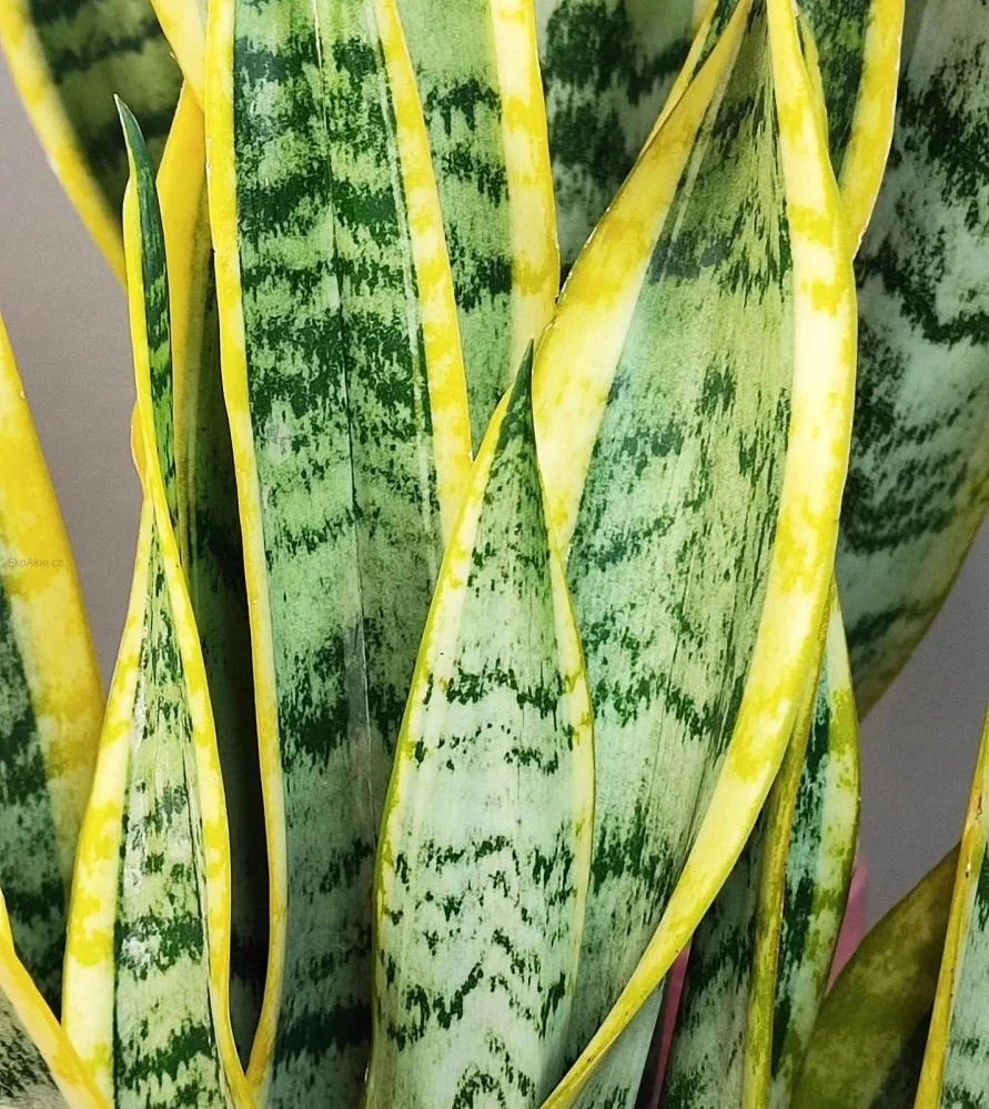 Snake Plant thumbnail 3