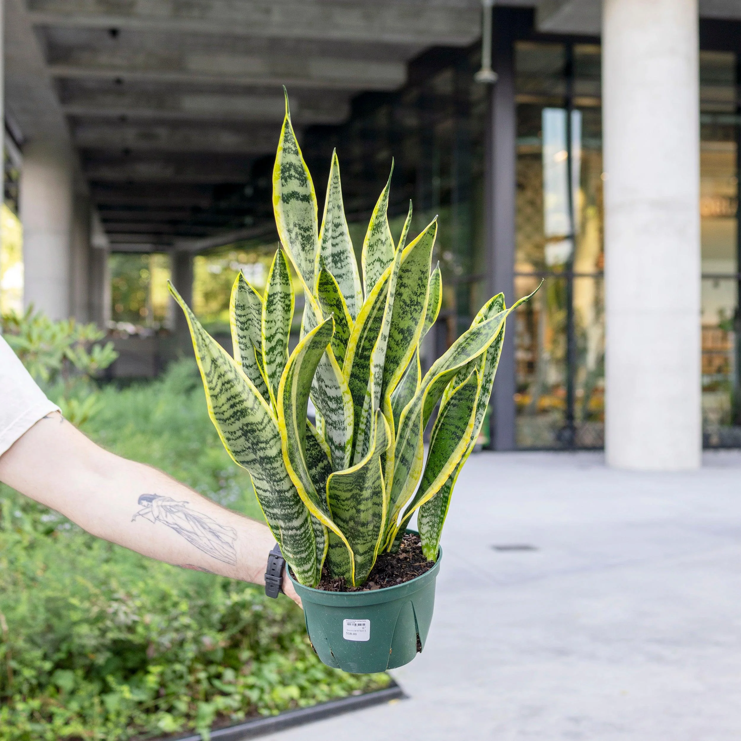 Snake Plant thumbnail 4