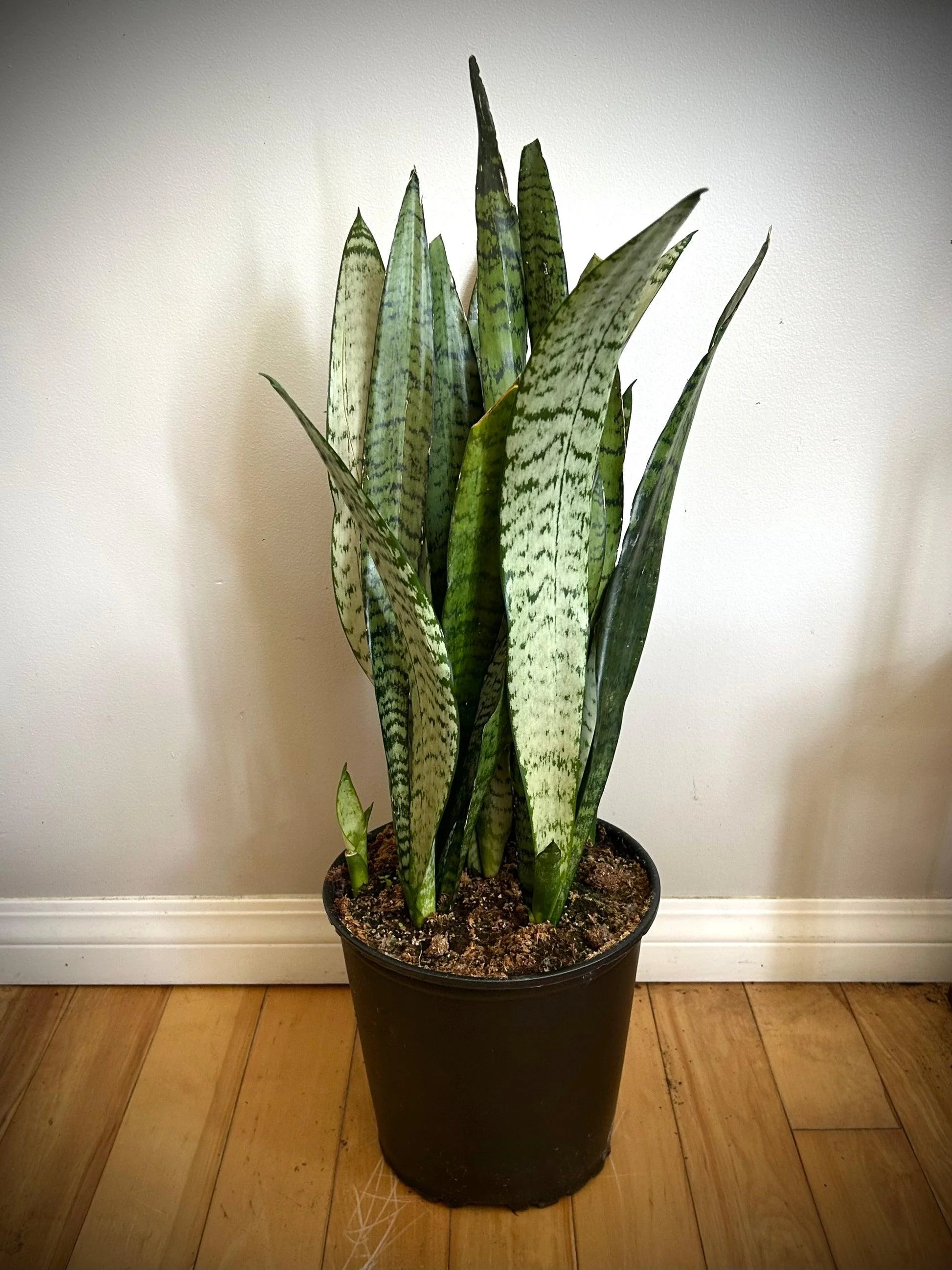 Snake Plant thumbnail 5