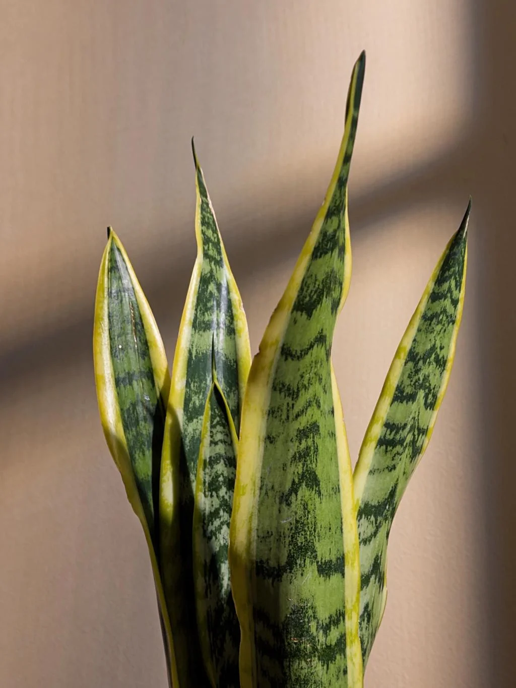 Snake Plant thumbnail 6