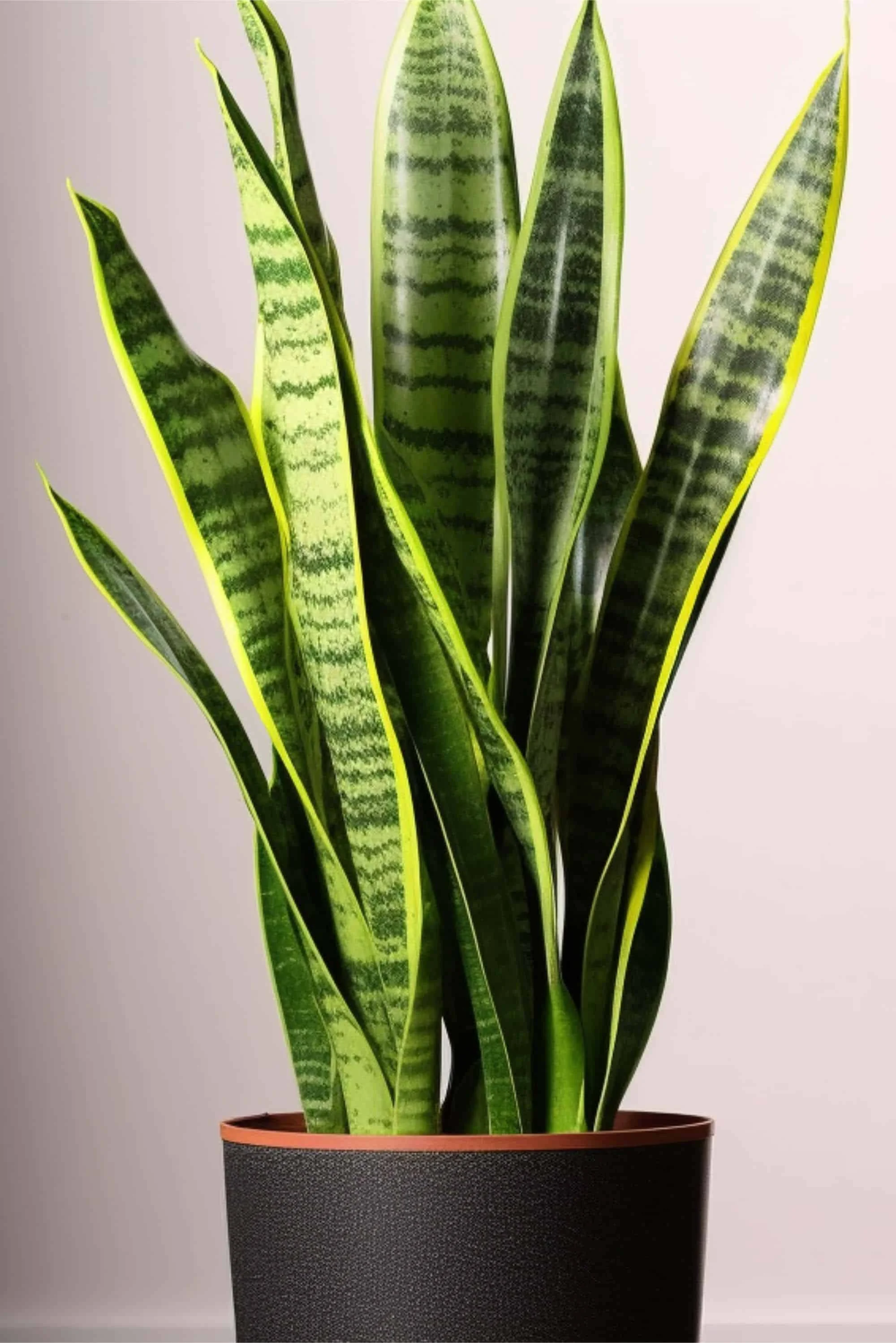 Snake Plant thumbnail 2
