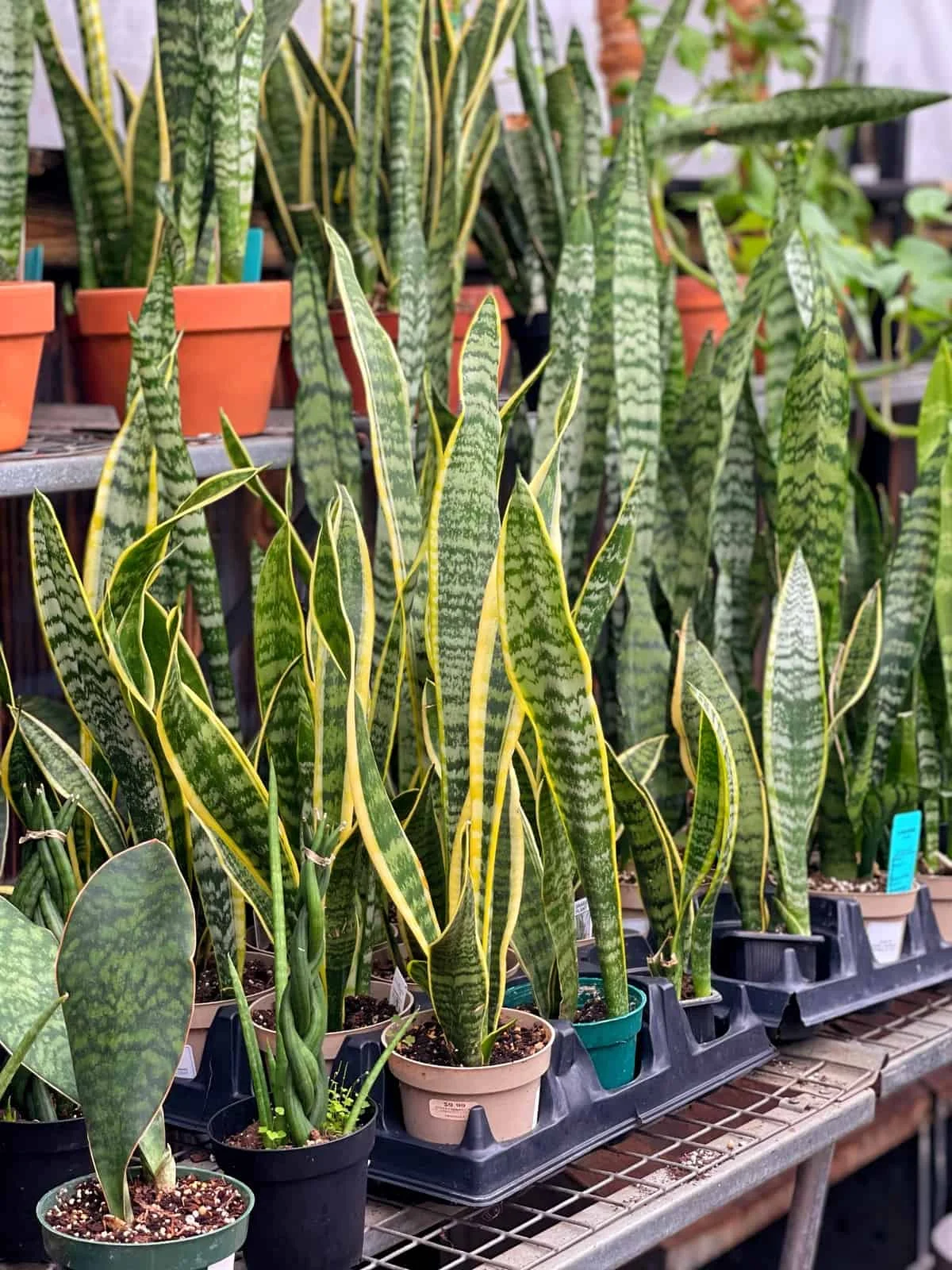 Snake Plant thumbnail 3