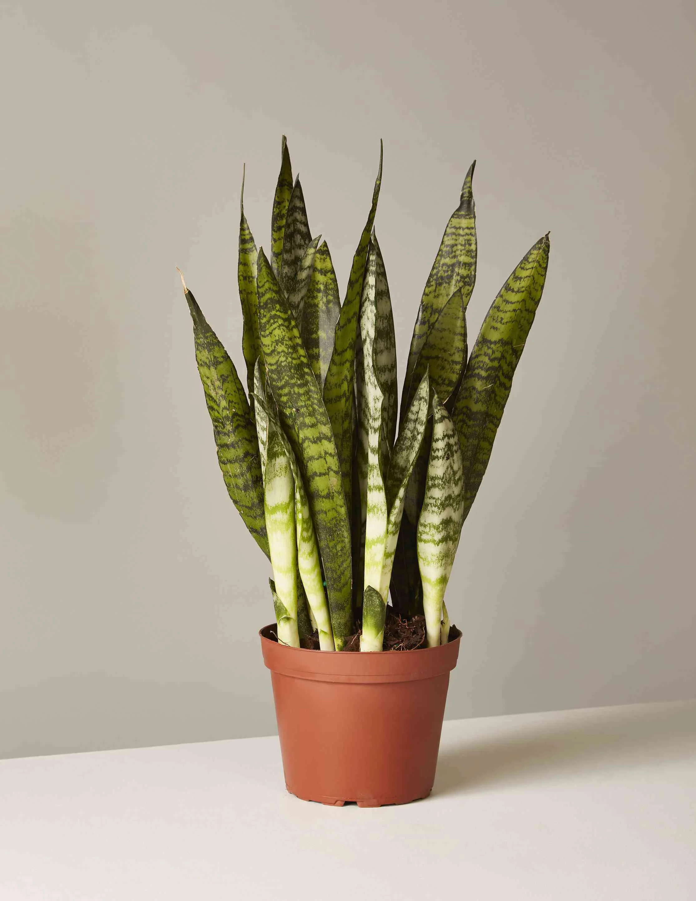 Snake Plant thumbnail 4