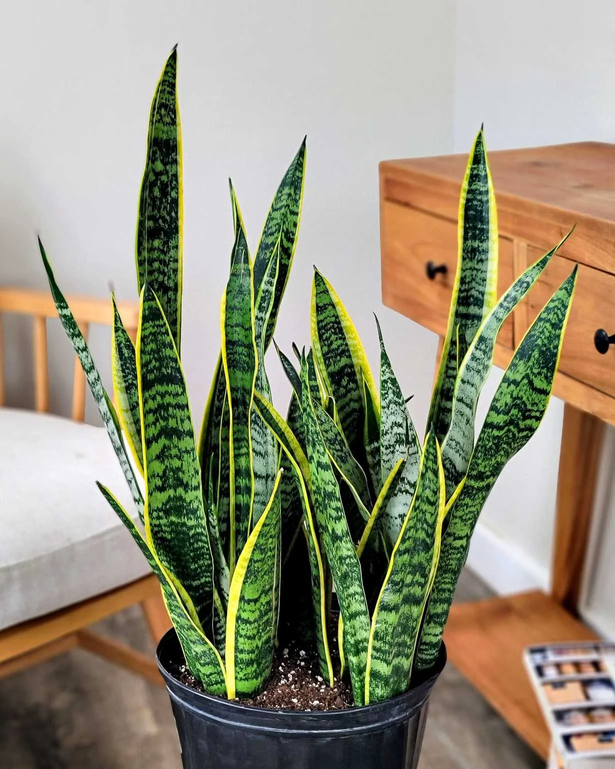 Snake Plant thumbnail 5