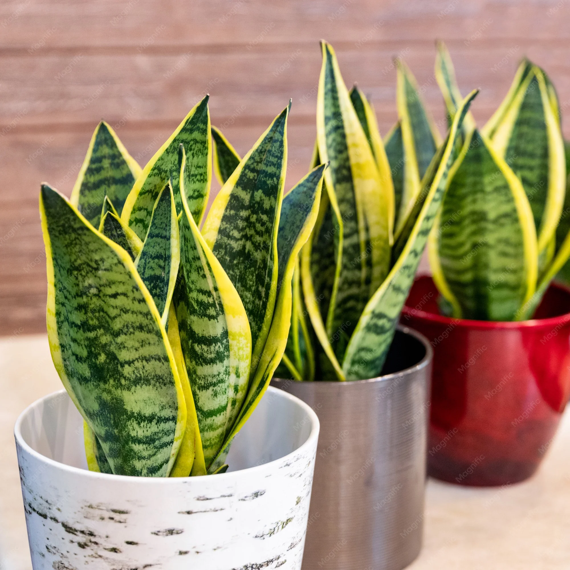 Snake Plant thumbnail 6