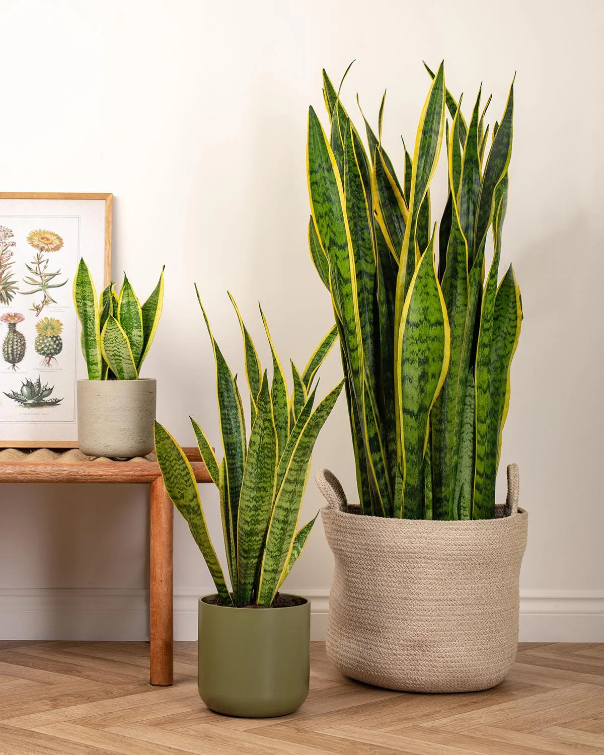 Snake Plant thumbnail 7