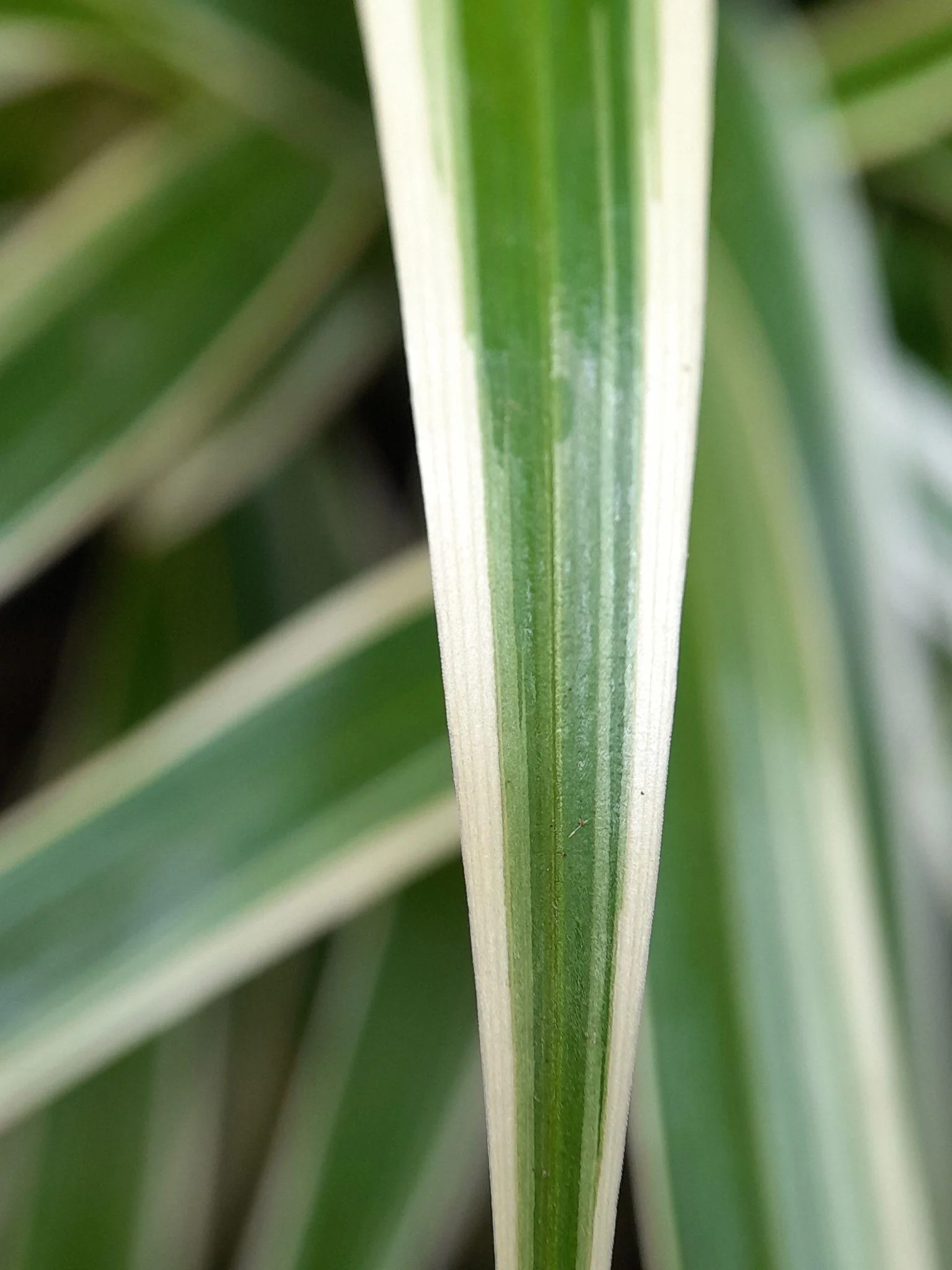 Spider Plant