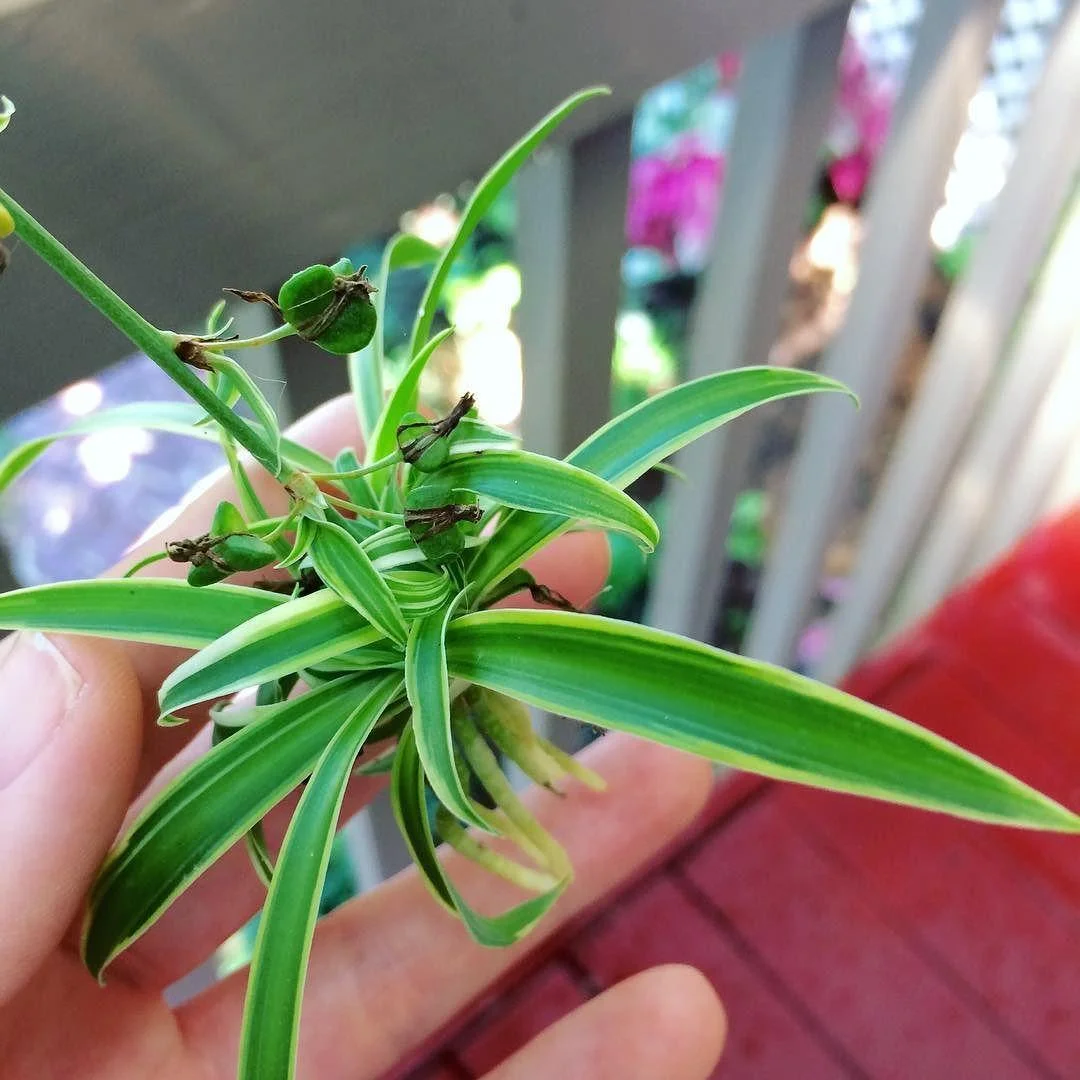 Spider Plant thumbnail 2