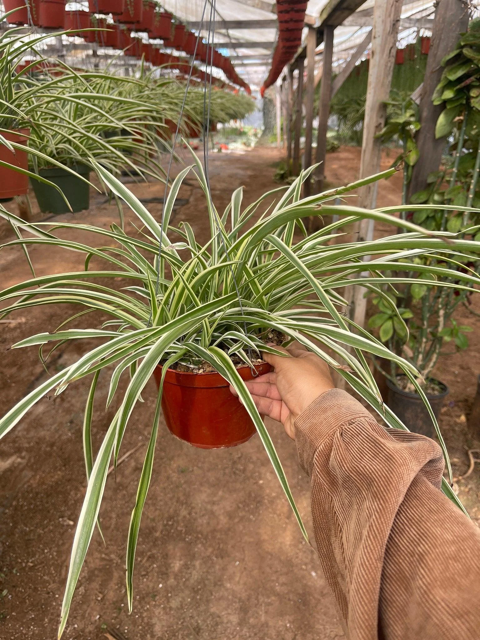 Spider Plant thumbnail 3