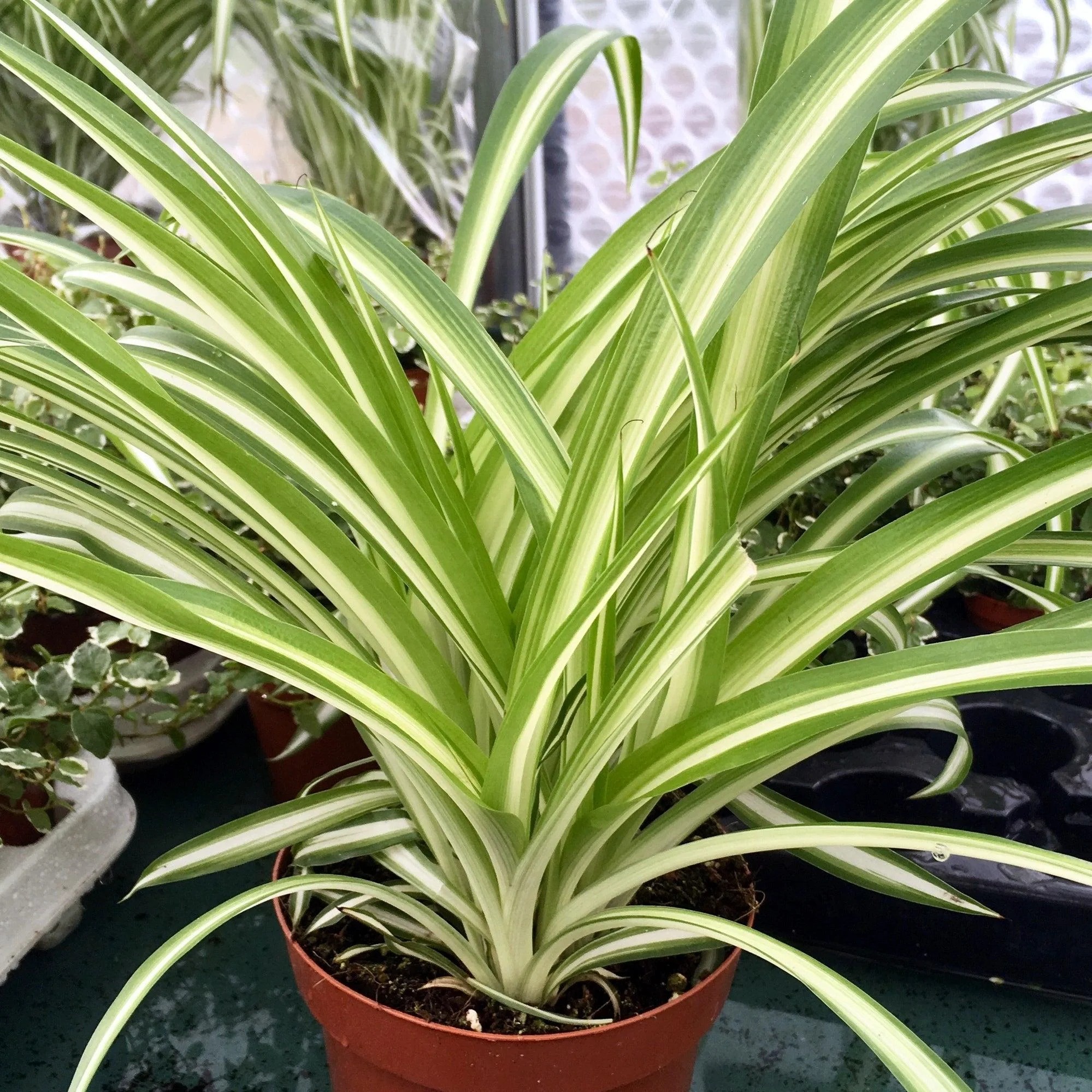Spider Plant thumbnail 4
