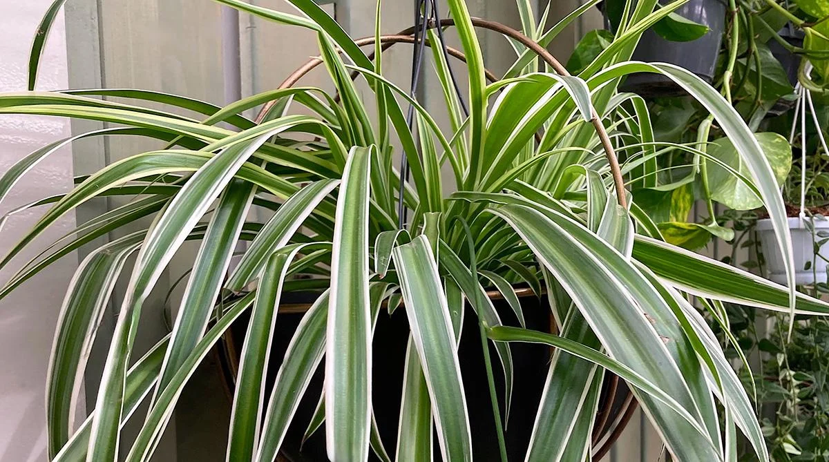 Spider Plant thumbnail 5