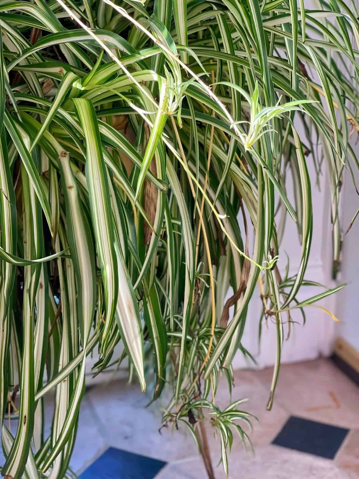 Spider Plant thumbnail 2