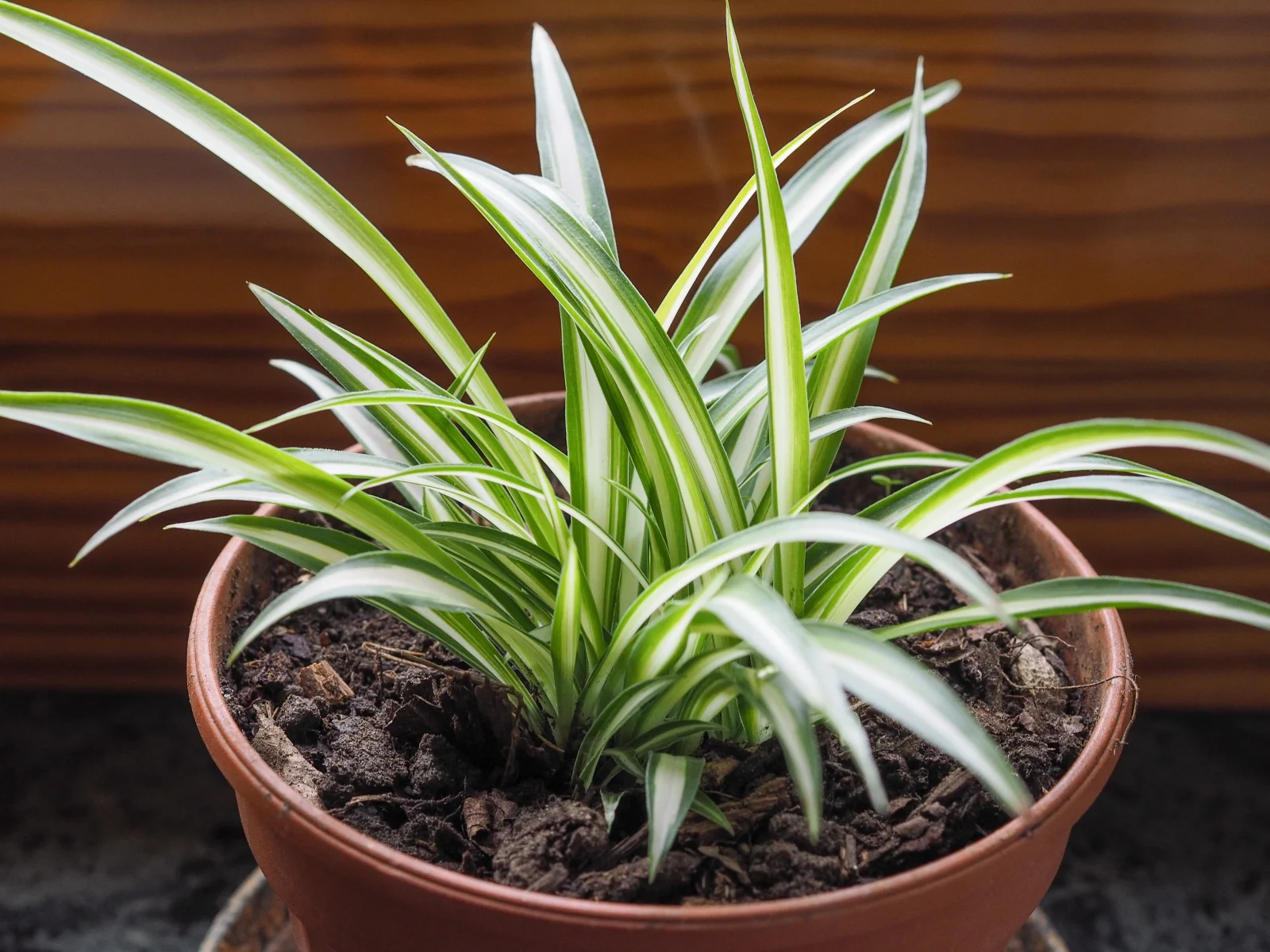 Spider Plant thumbnail 3