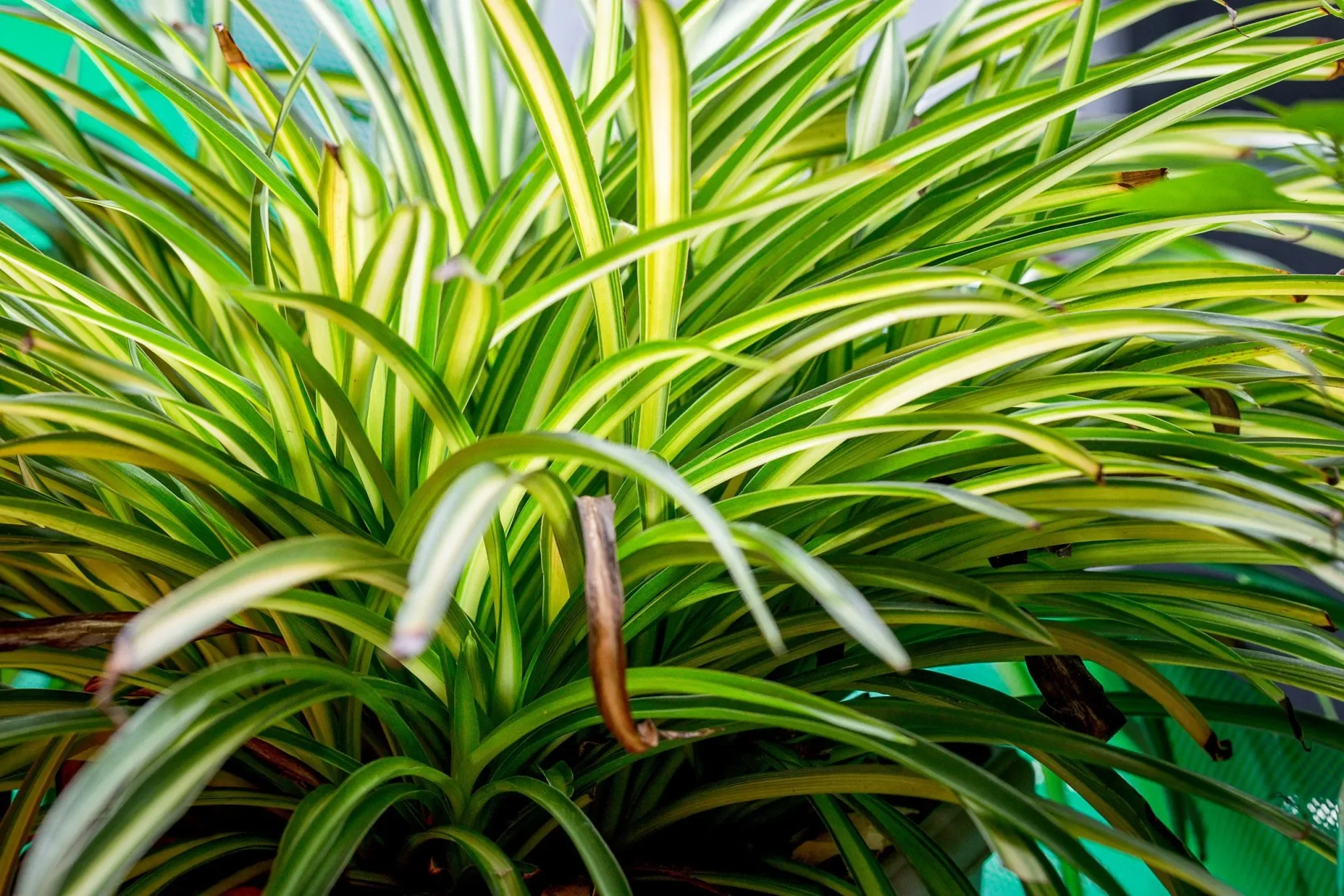 Spider Plant thumbnail 4