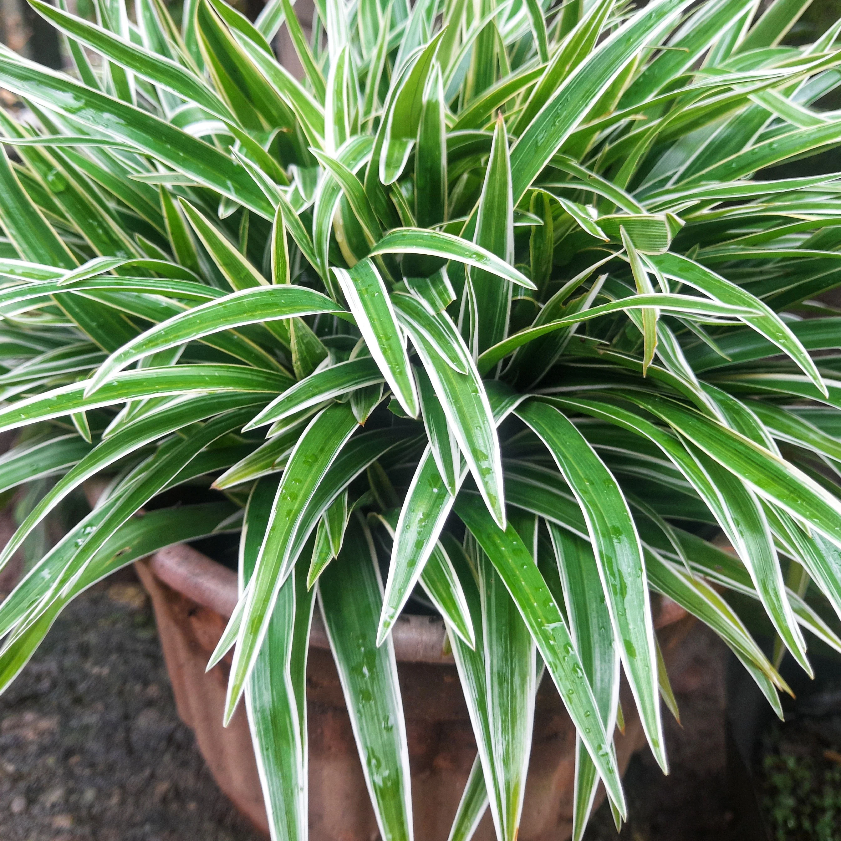 Spider Plant thumbnail 5