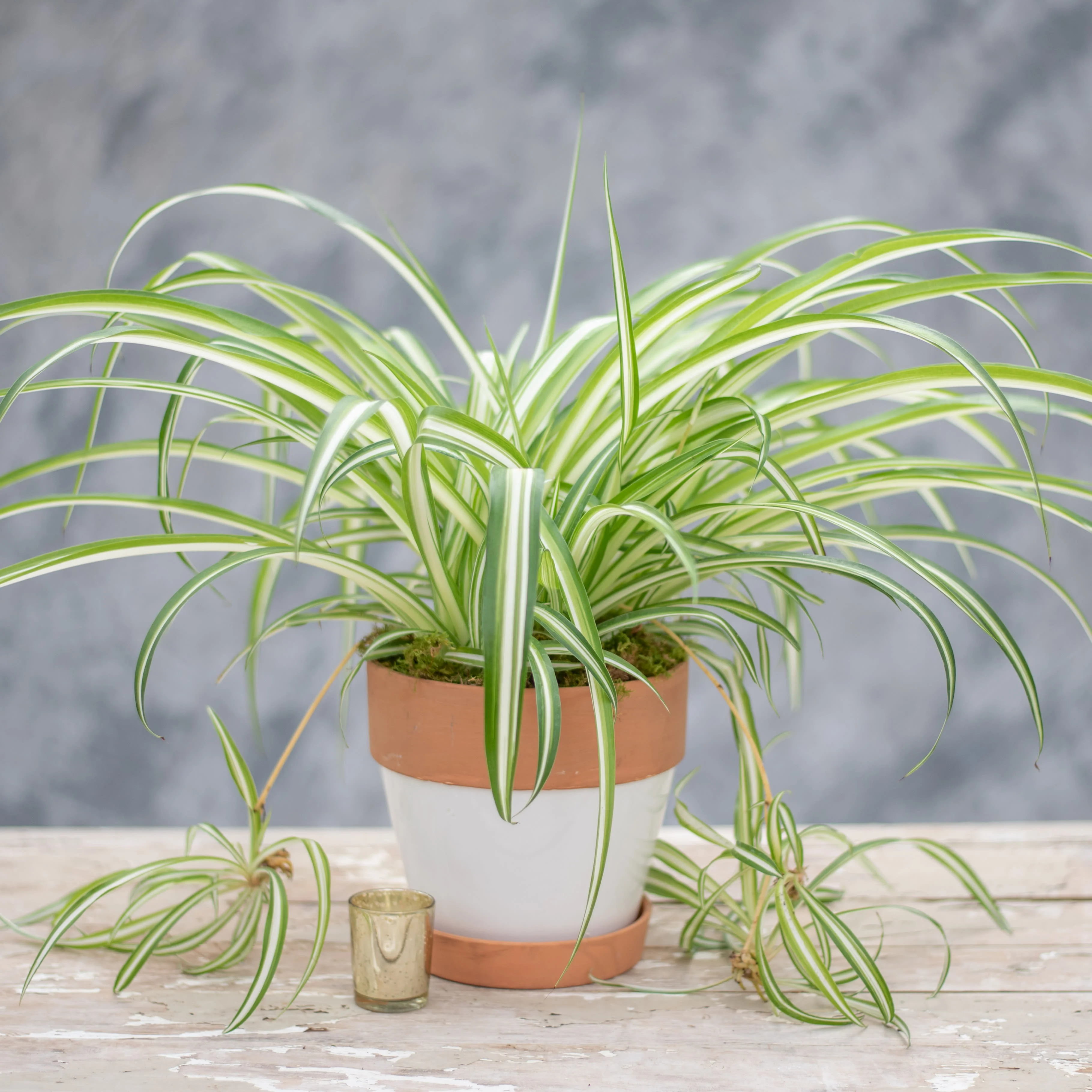 Spider Plant thumbnail 7